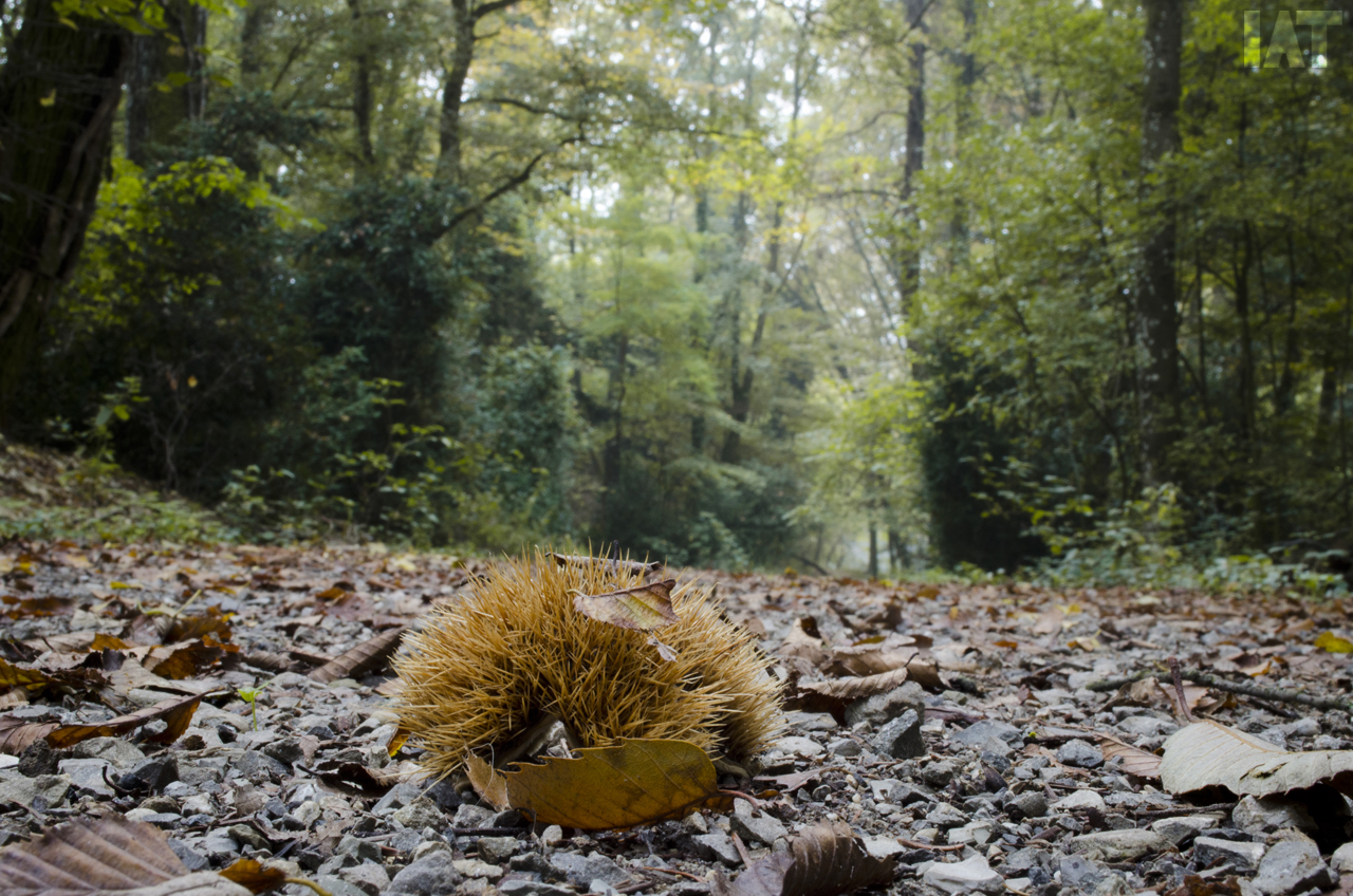 Tempo di castagne