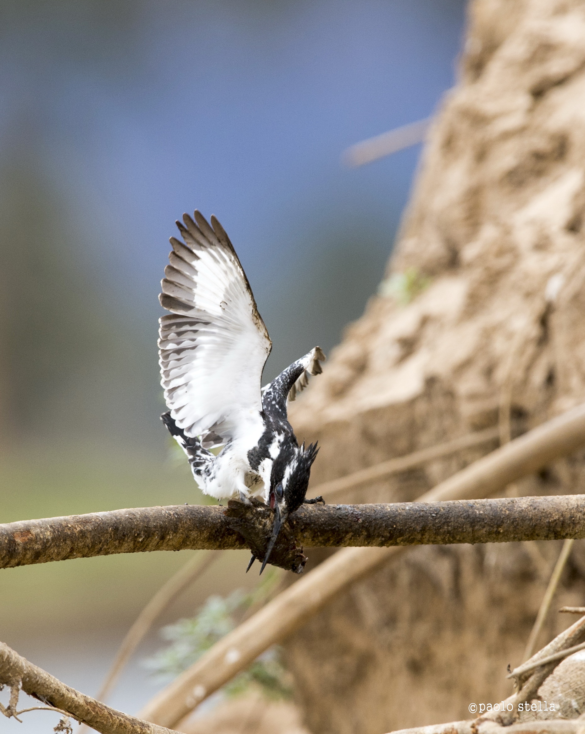 the kingfisher and fish - 3