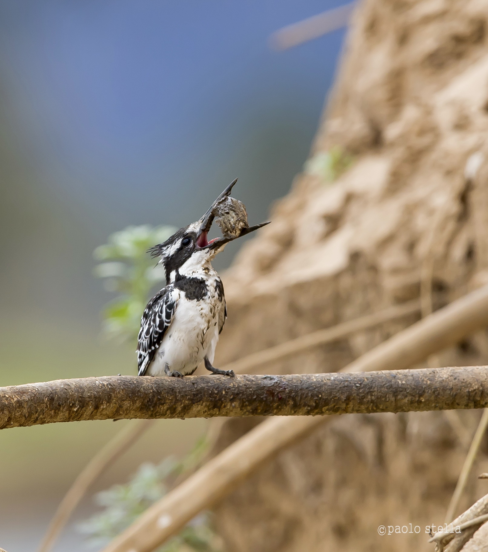 the kingfisher and fish - 5