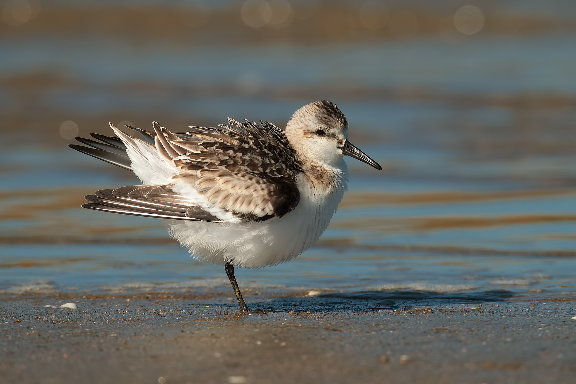 Piovanello tridattilo