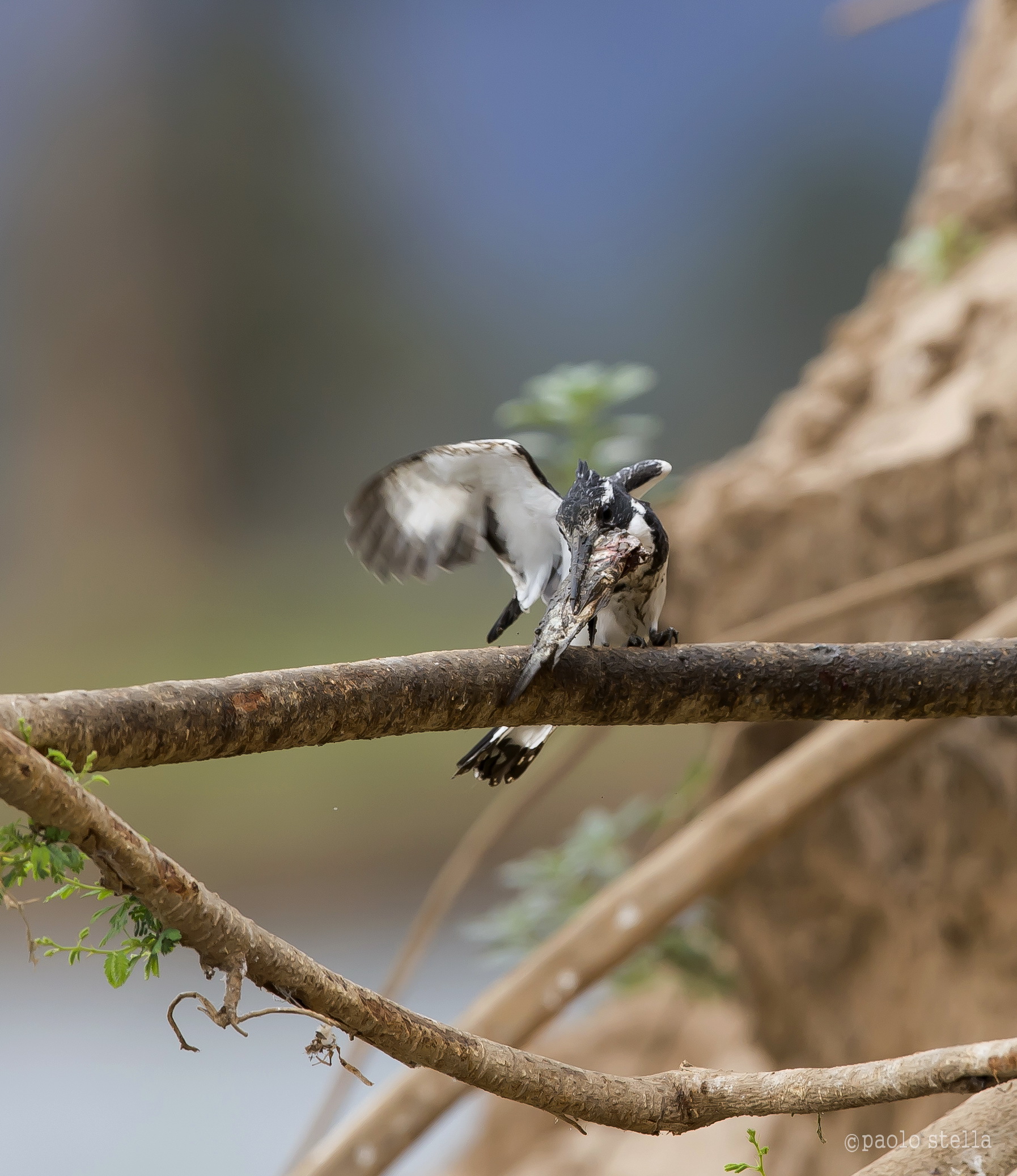 the kingfisher and fish - 6