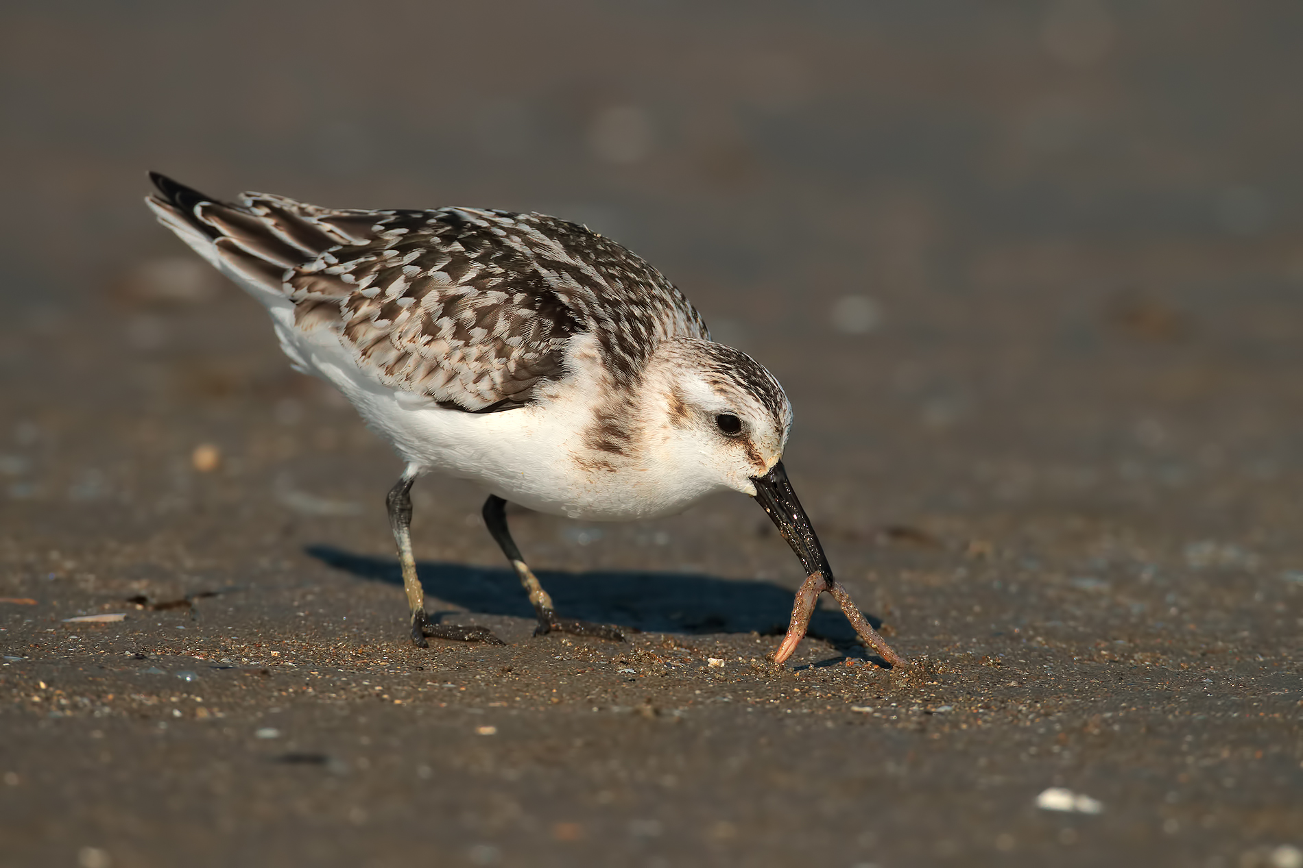 Piovalello tridattilo