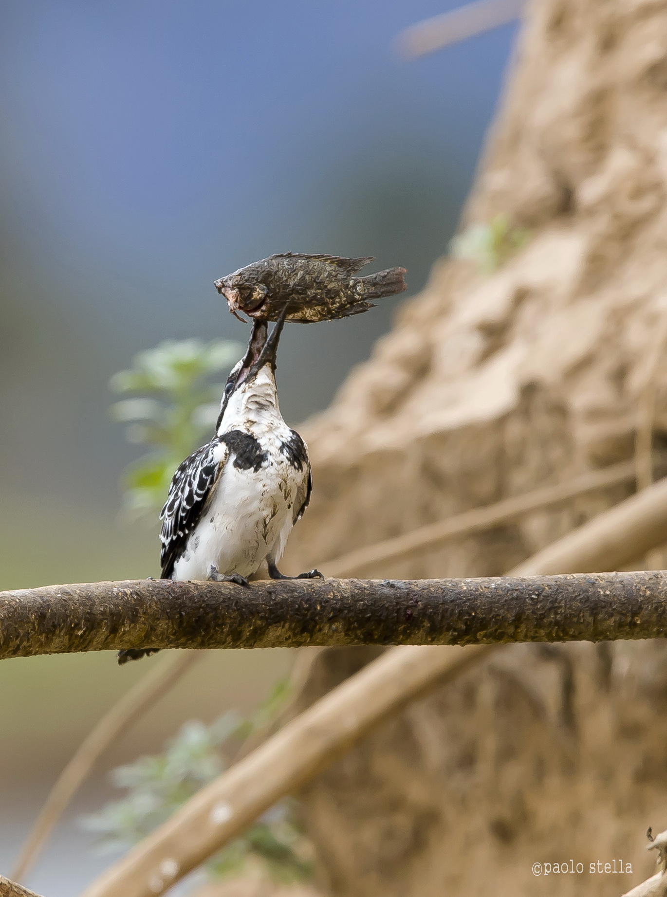 the kingfisher and fish - 7