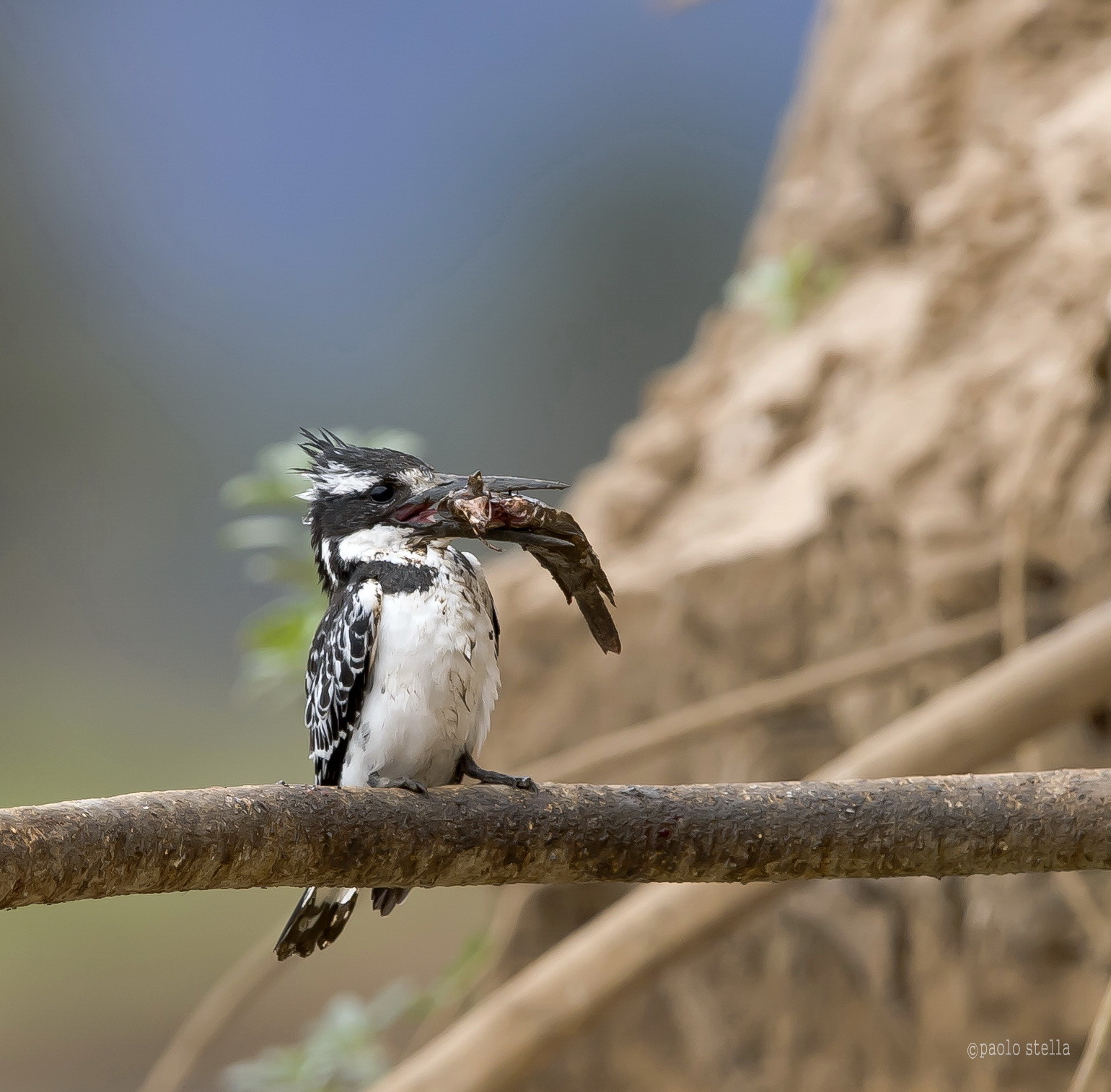 the kingfisher and fish - 8
