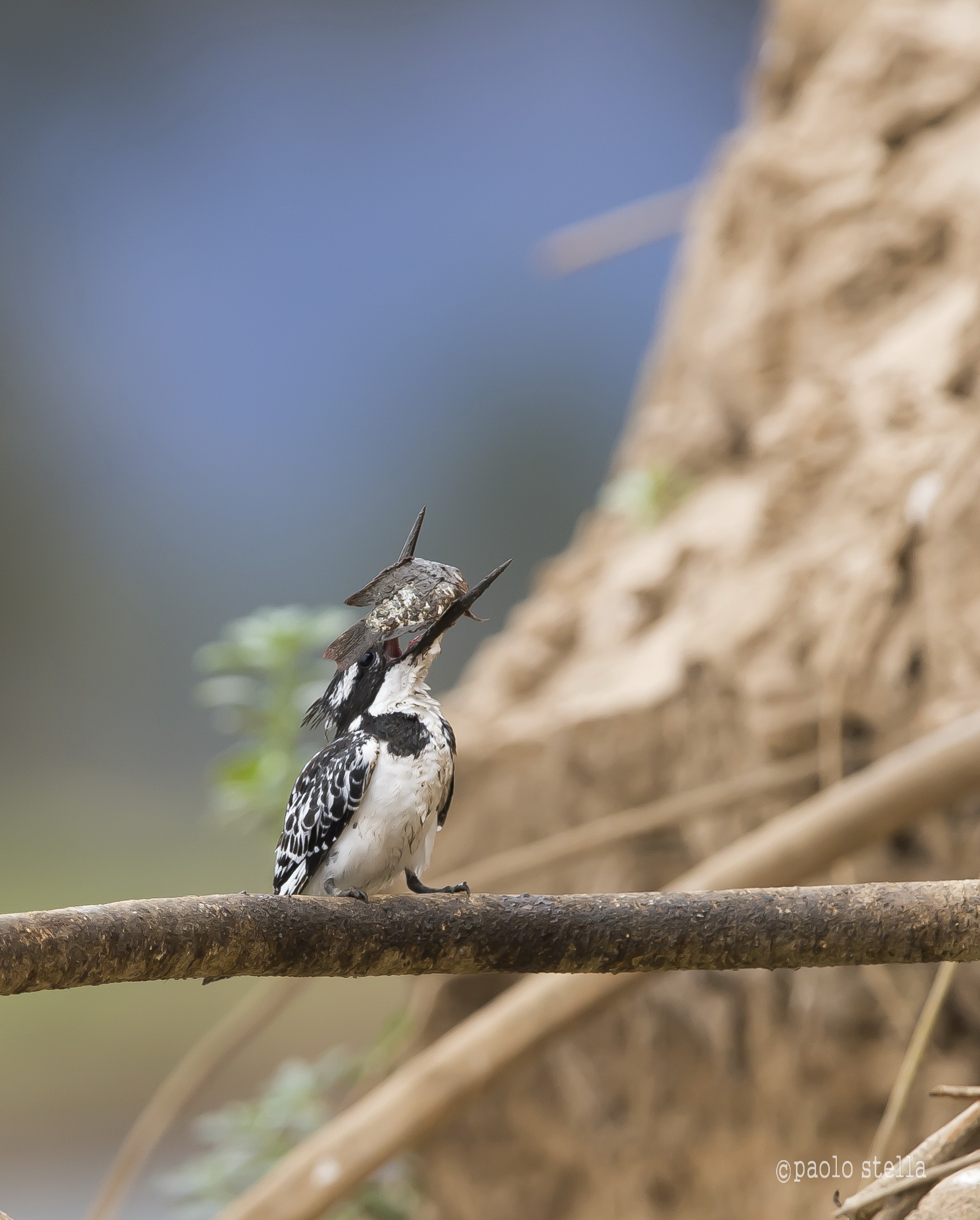 the kingfisher and fish - 9