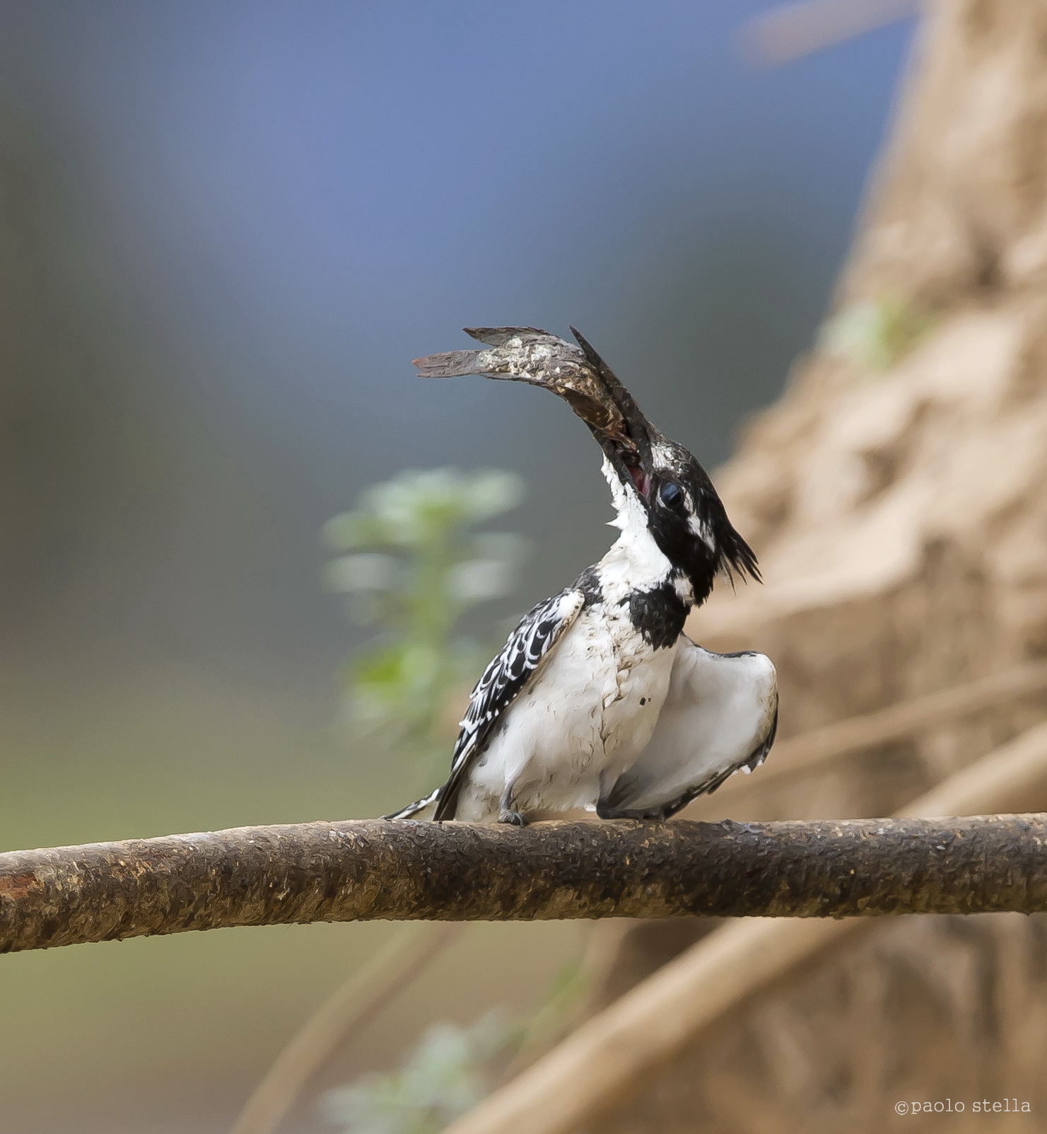 the kingfisher and fish - 10