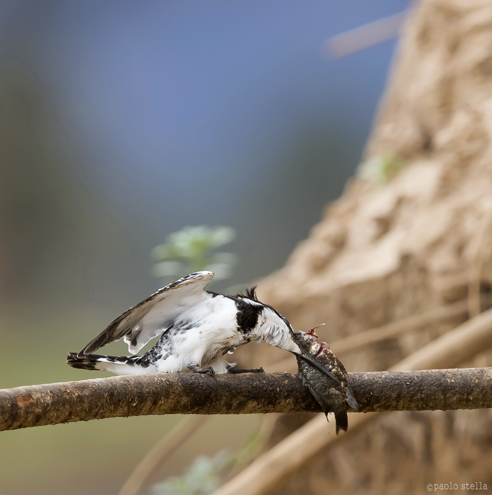 the kingfisher and fish - 11