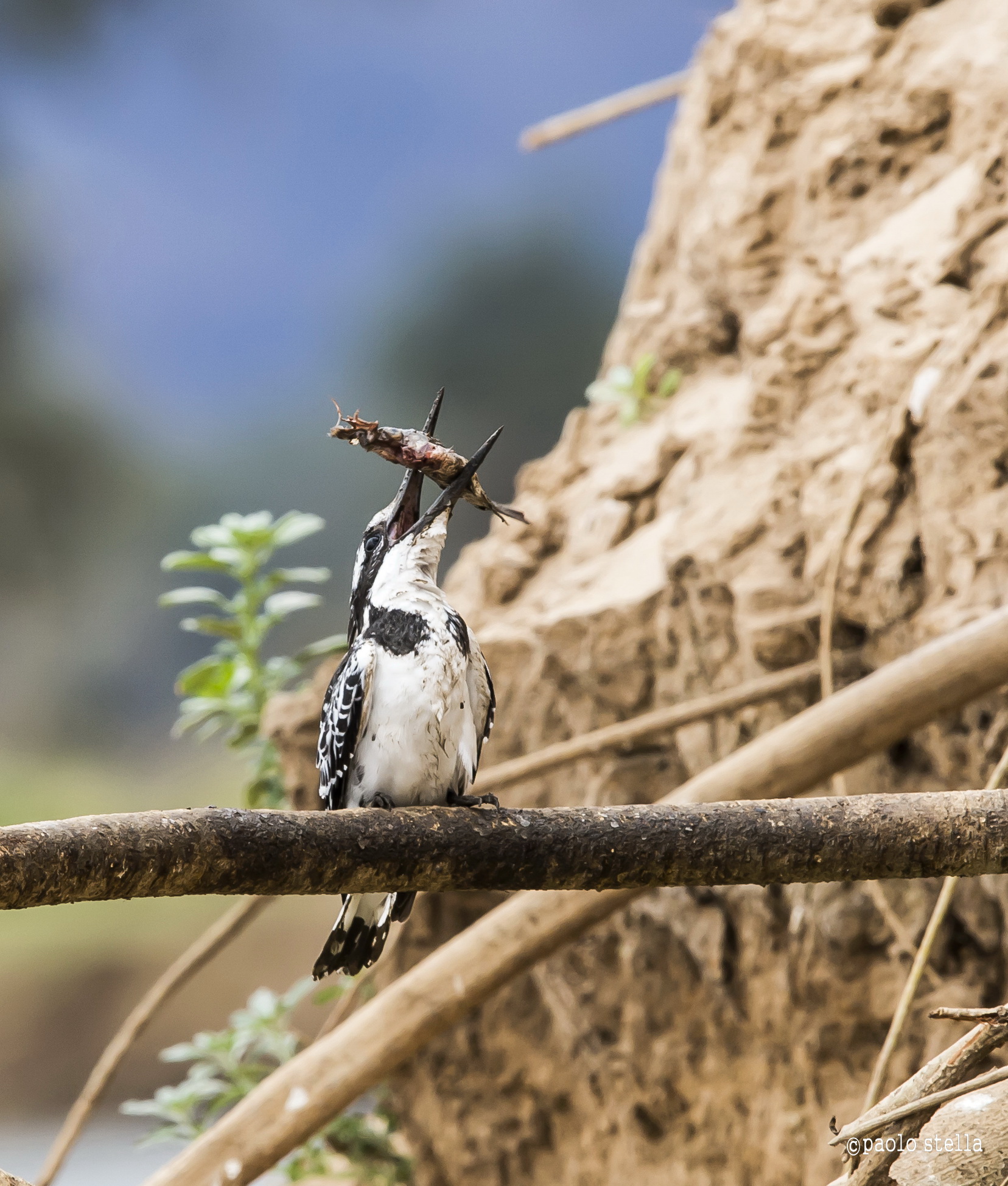 the kingfisher and fish - 13