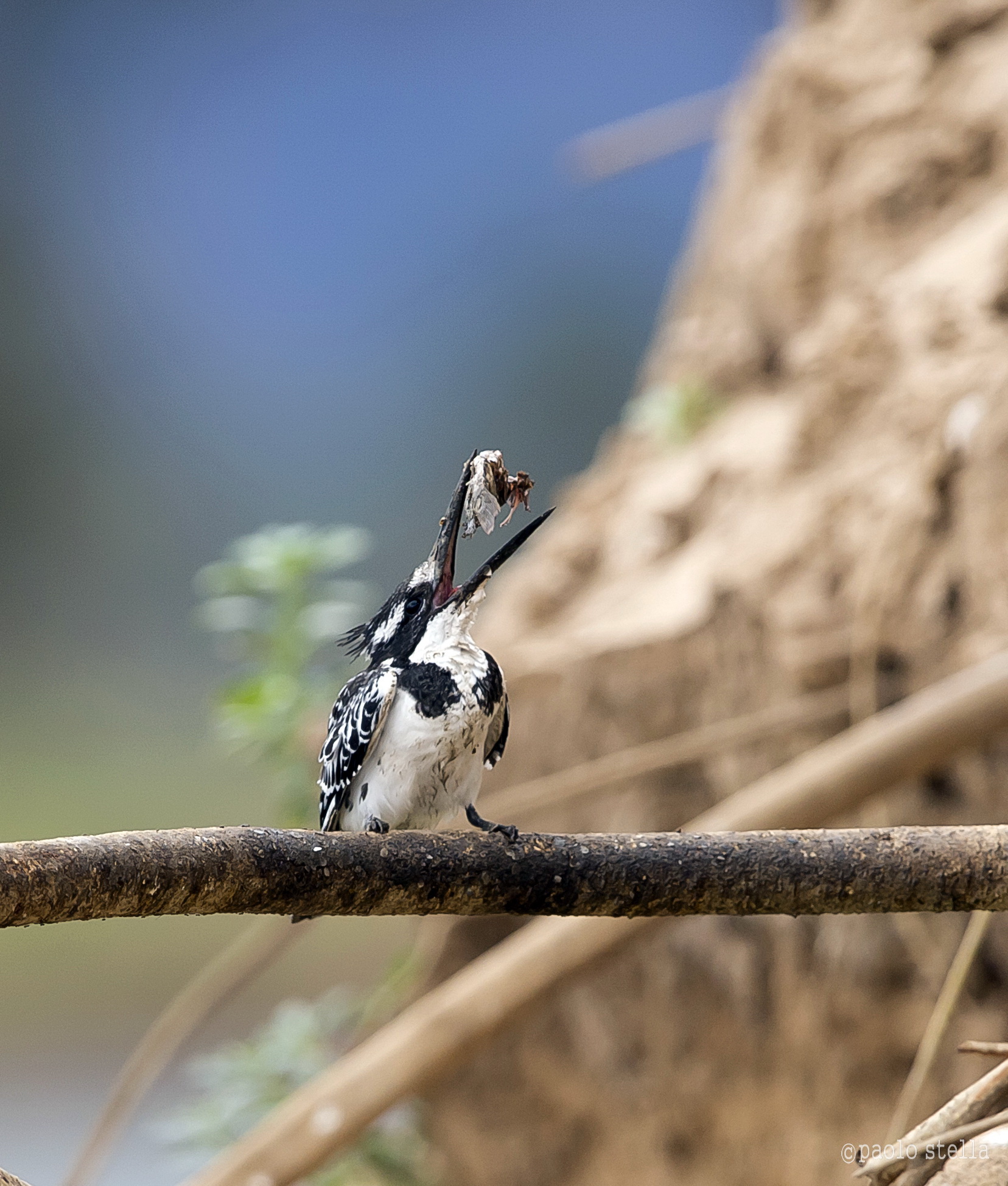 the kingfisher and fish - 13