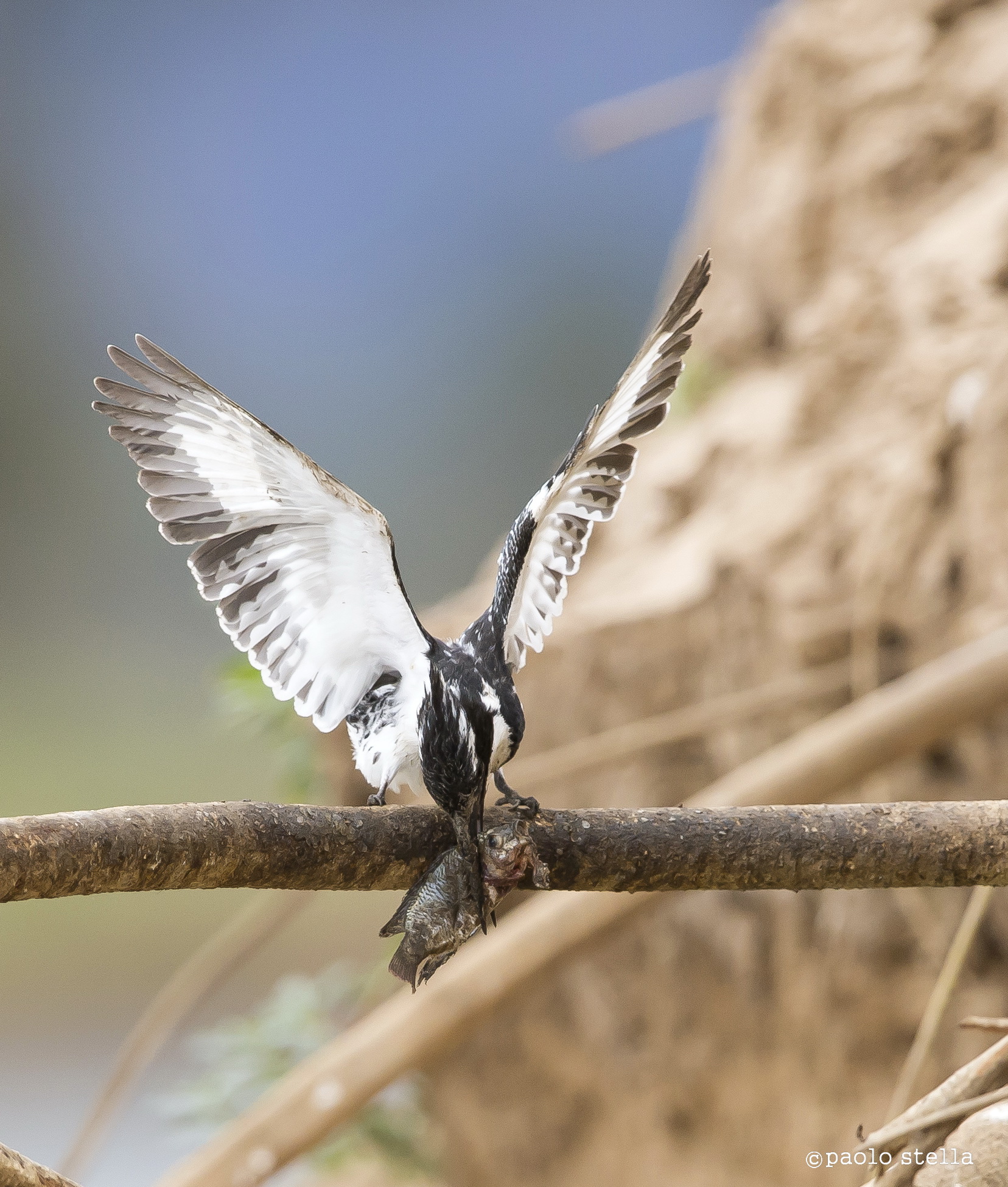 the kingfisher and fish - 15