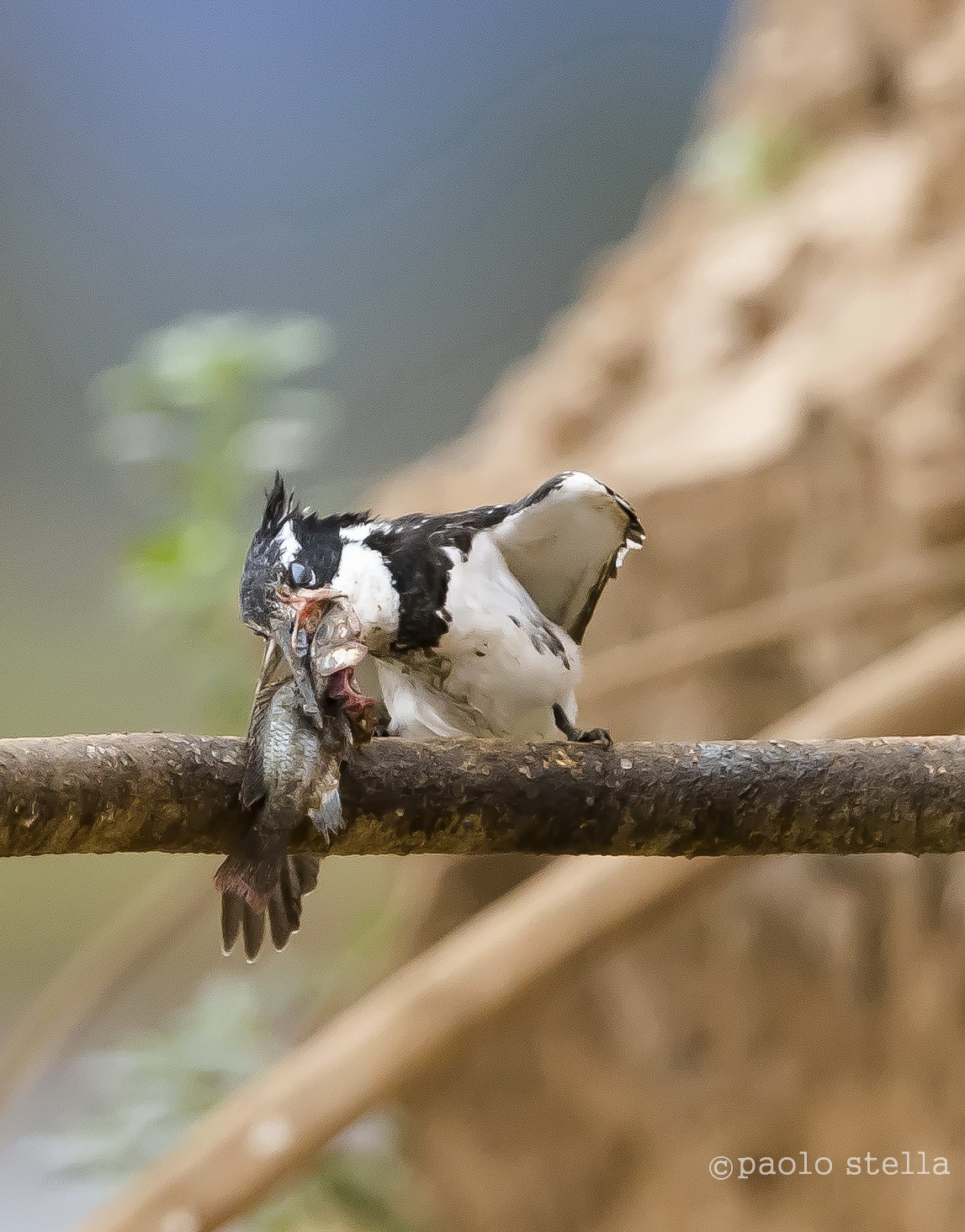 the kingfisher and fish - 16