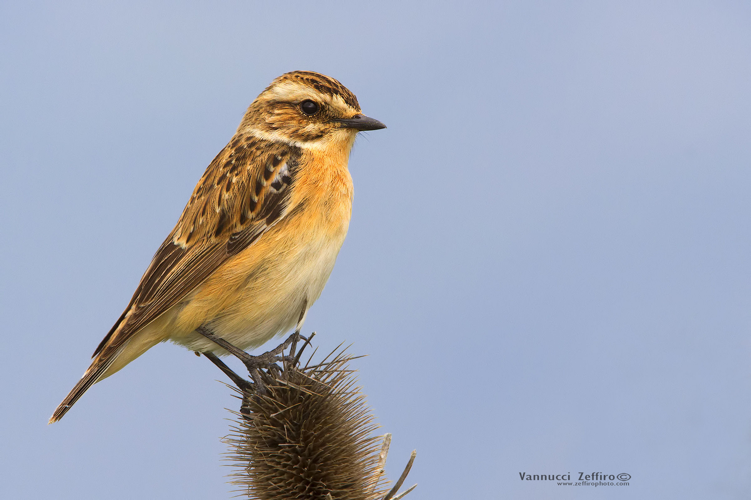 whinchat