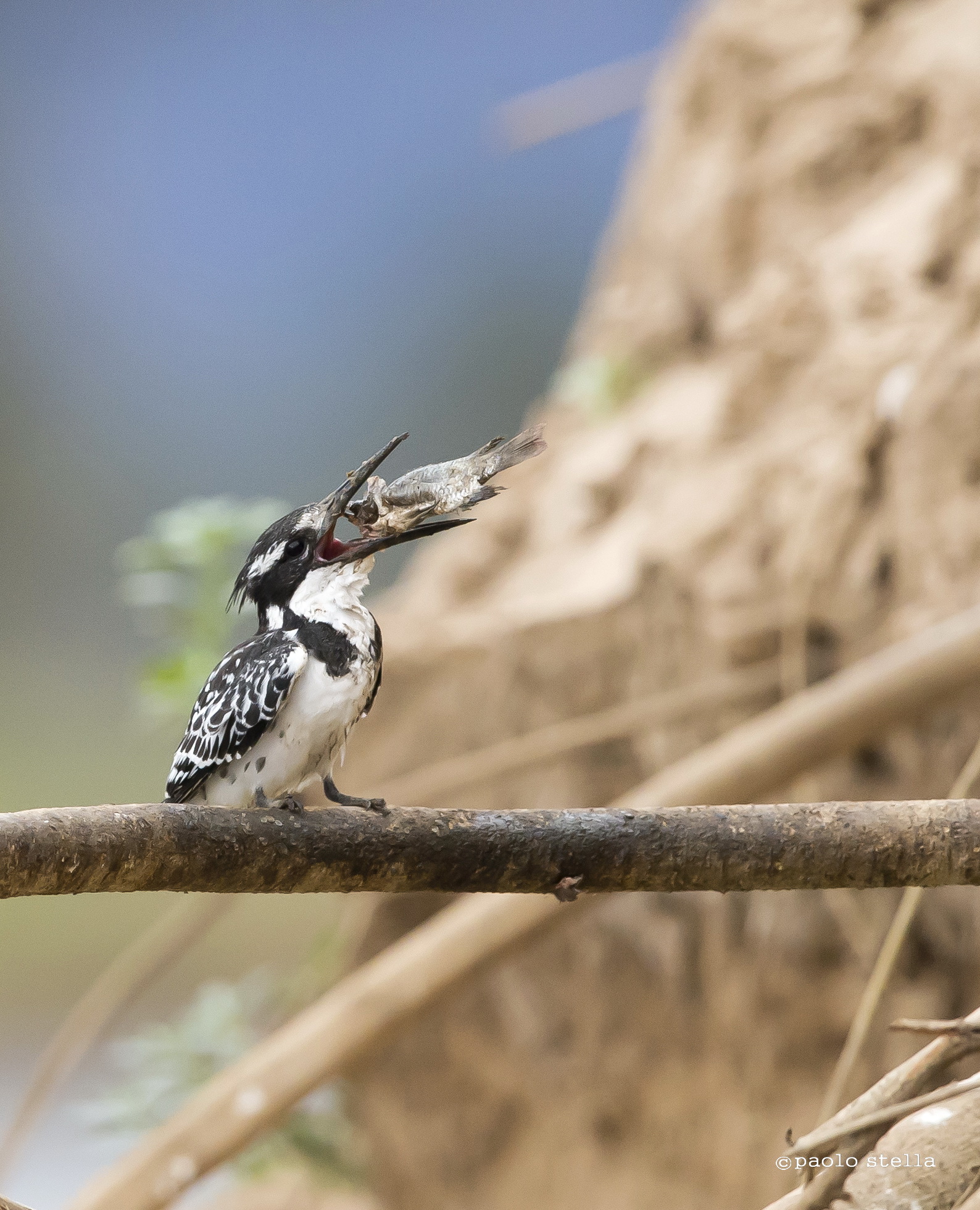 il kingfisher ed il pesce - 17