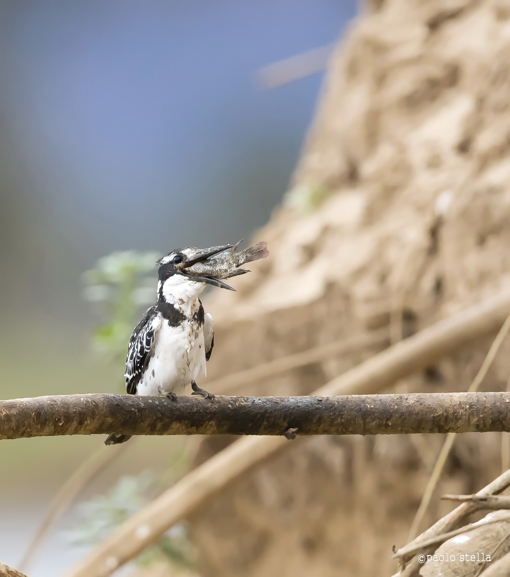the kingfisher and fish - 18