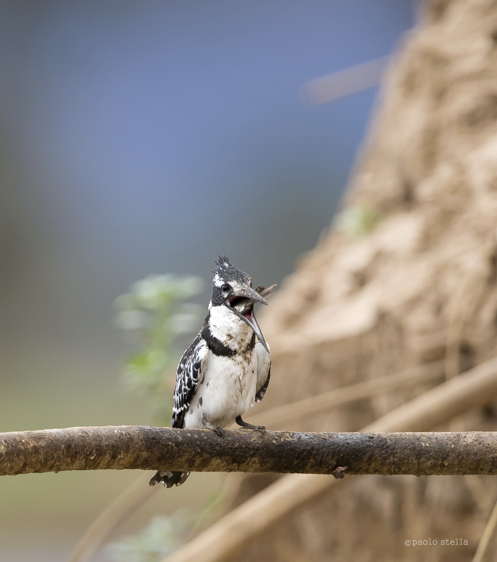 the kingfisher and fish - 19