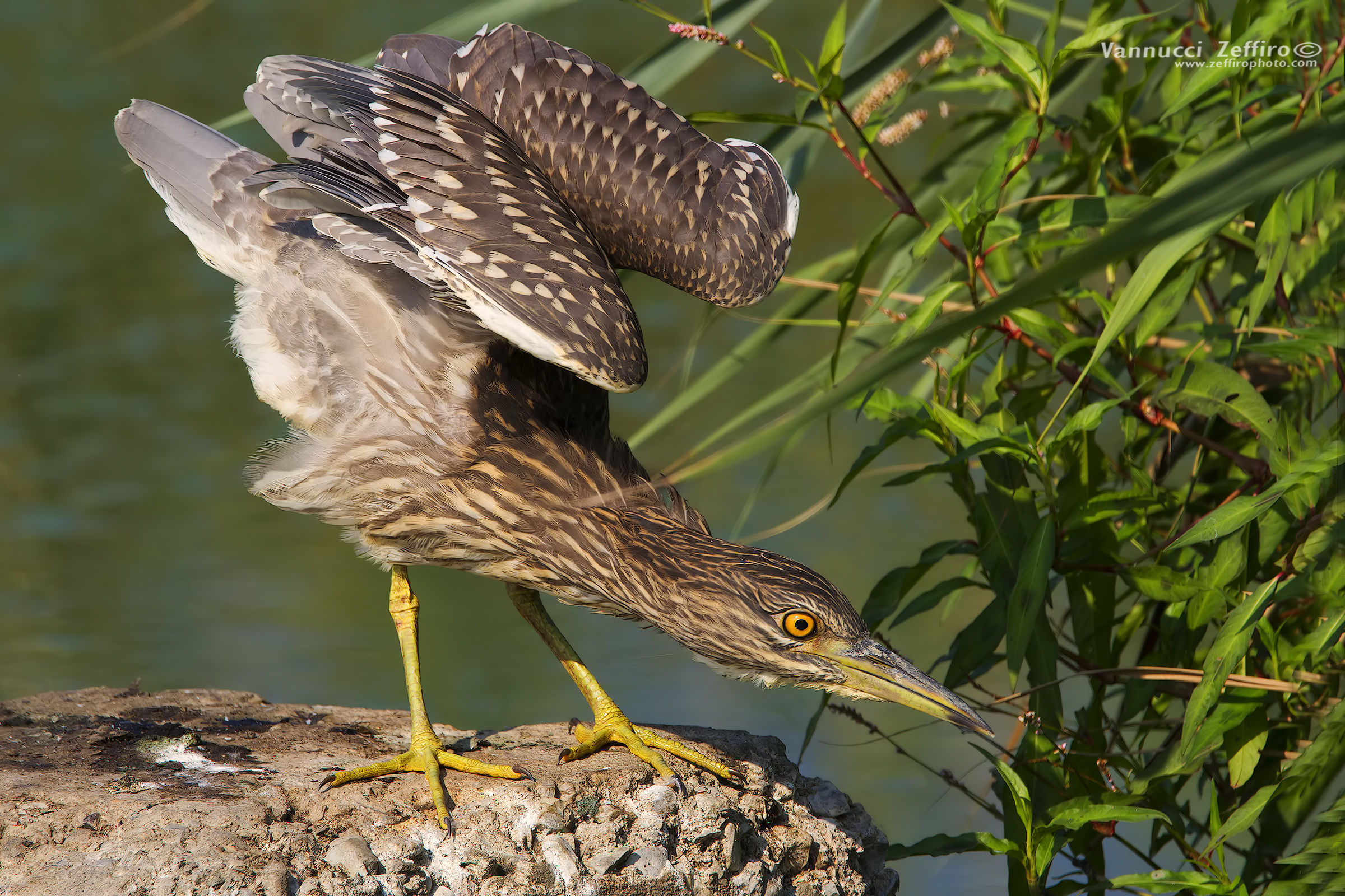 Night Heron young