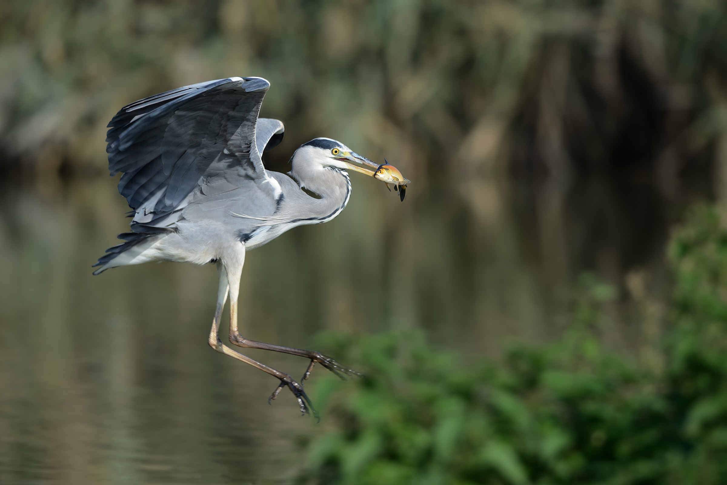 L'ultimo viaggio del pesce rosso