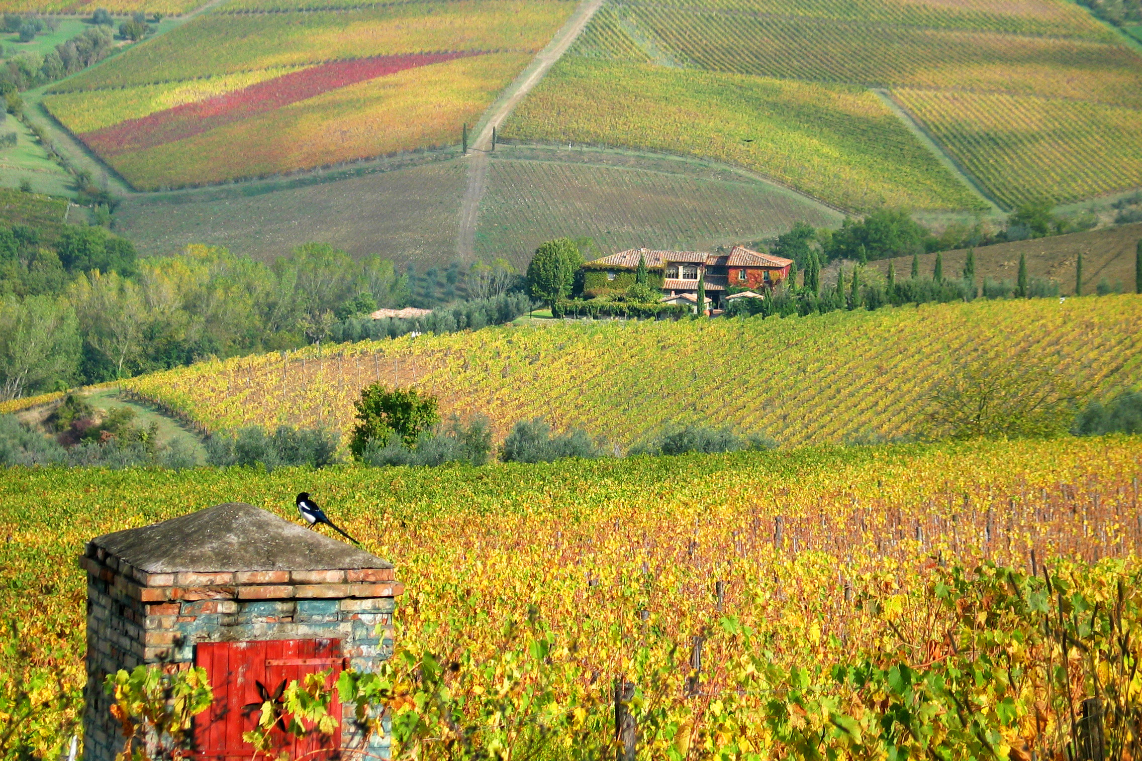 A thief in Tuscany ...