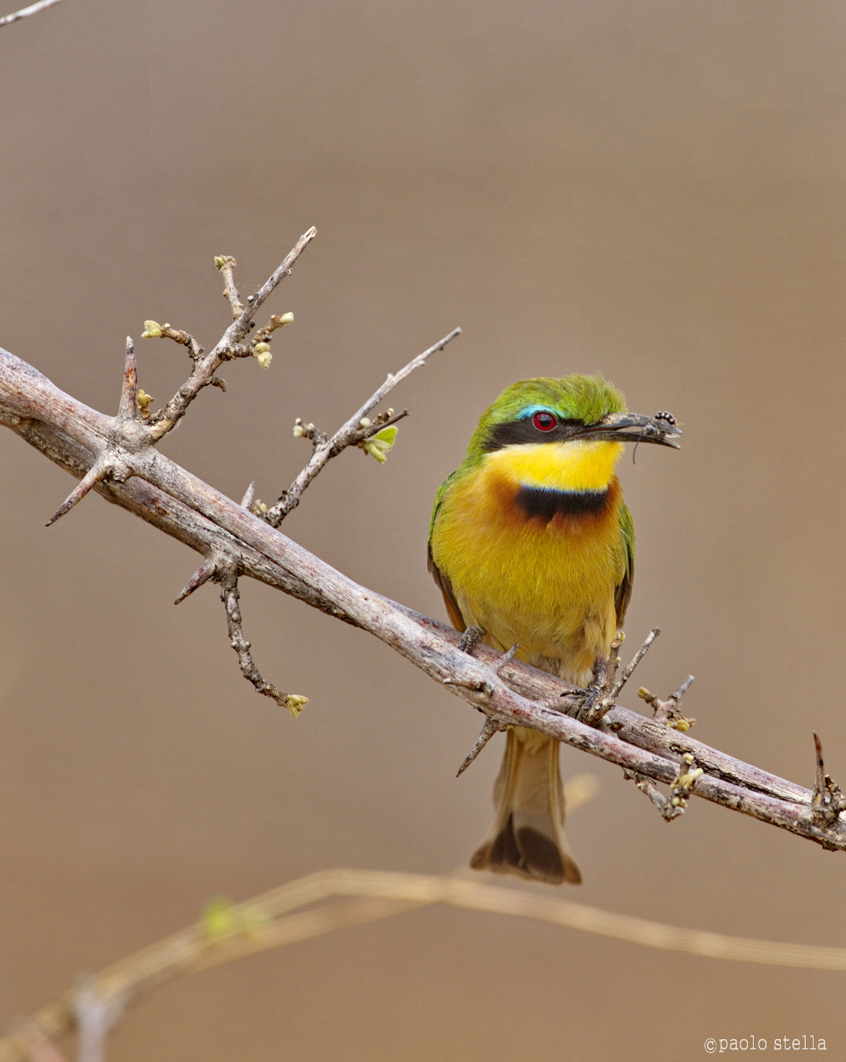 Little Bee-eater (Merops pusillus)