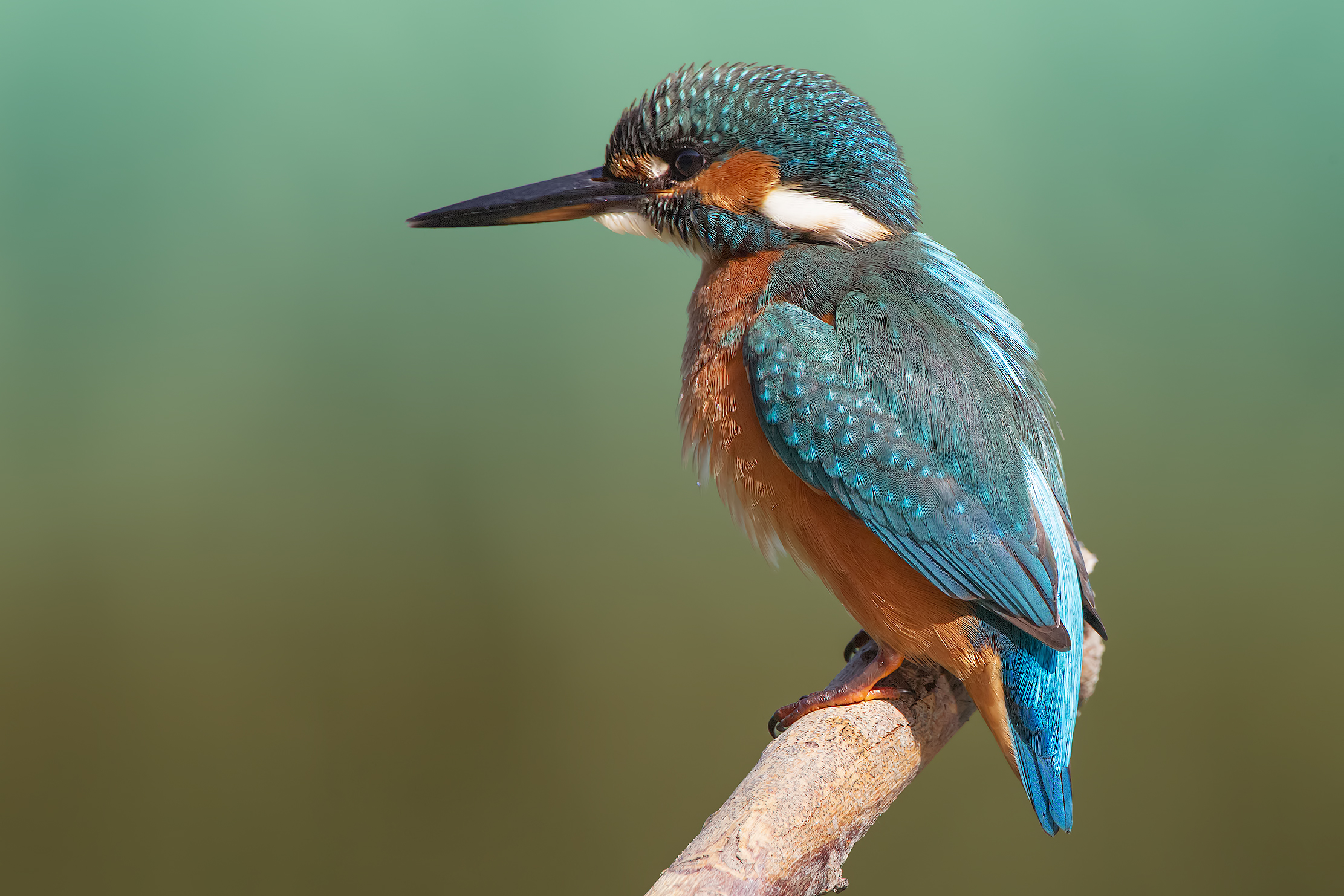 Color Alcedo