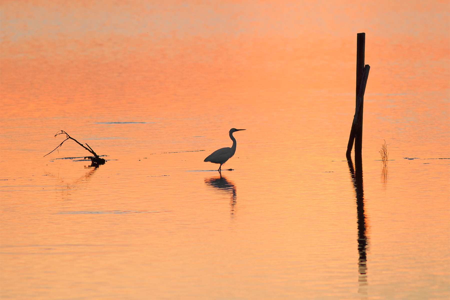 Egretta's sunset