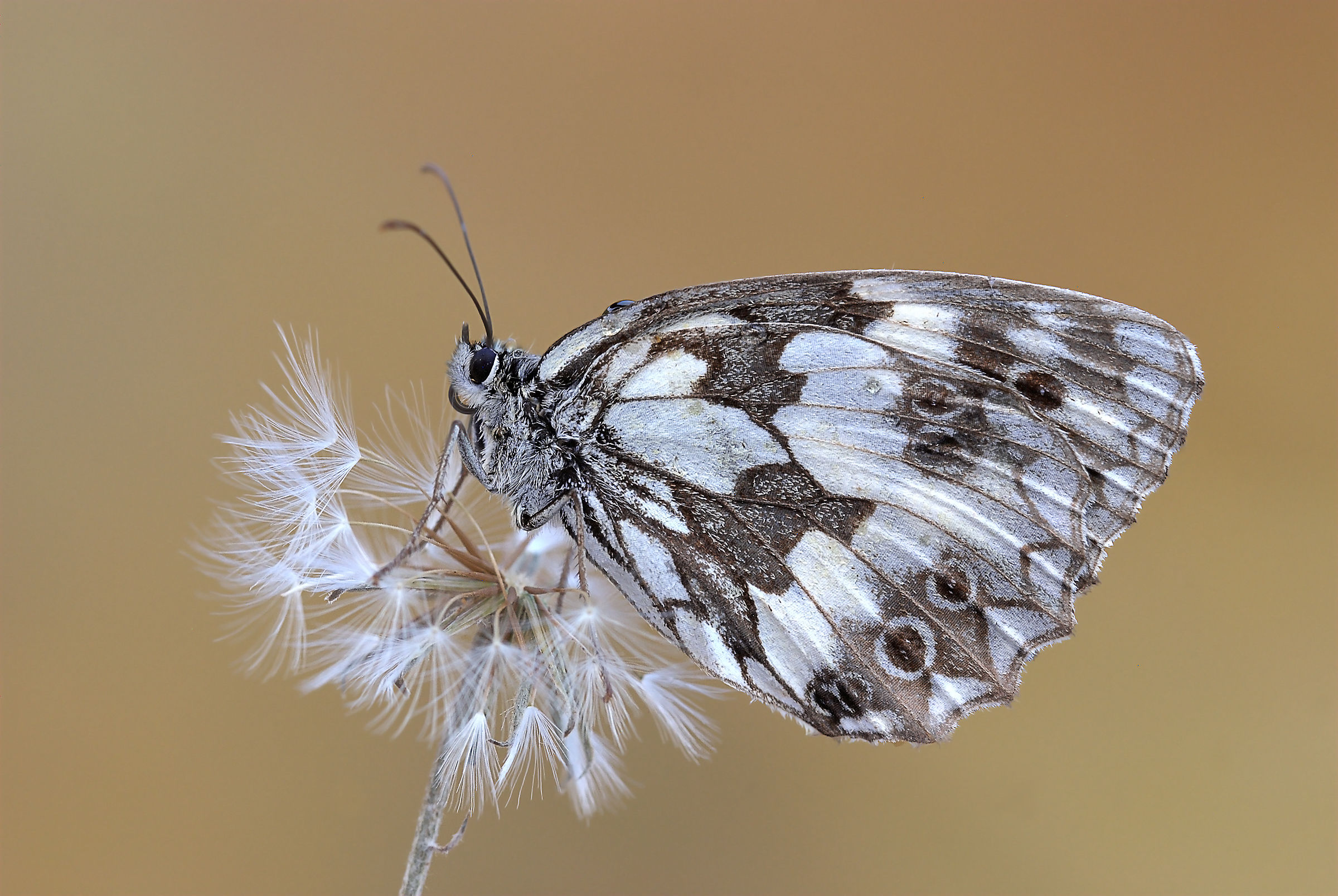 Galatea sul soffione