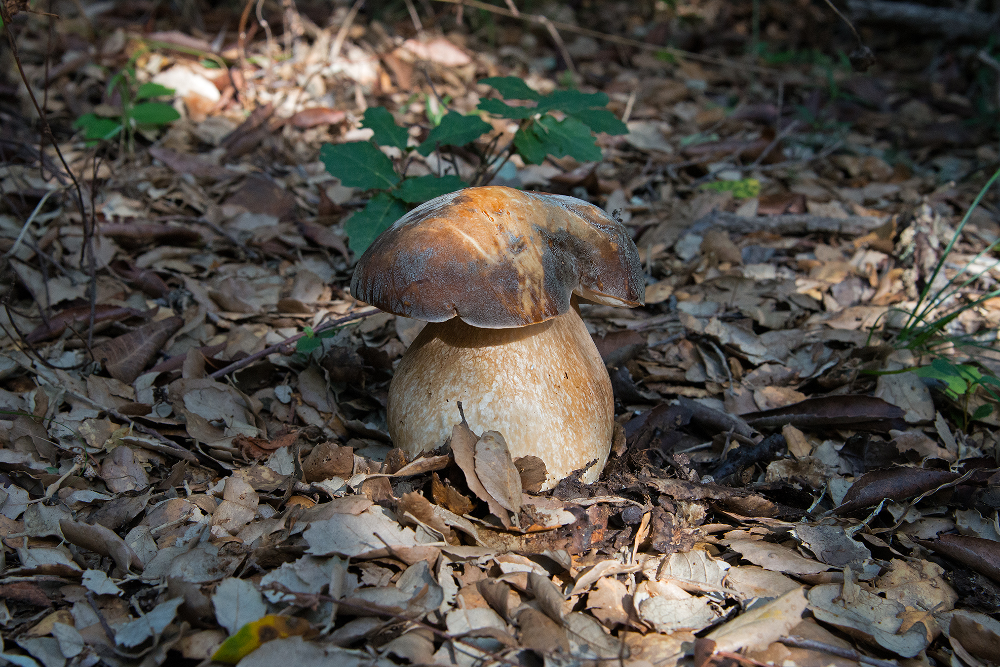 Black porcini (Boletus aereus)