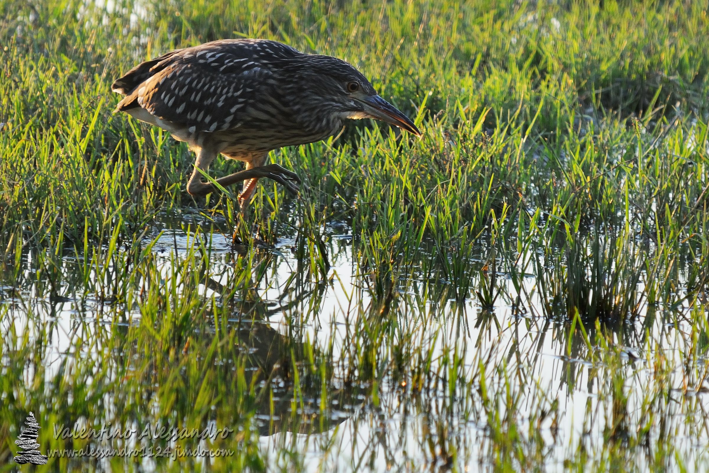 Young Night Heron hunting