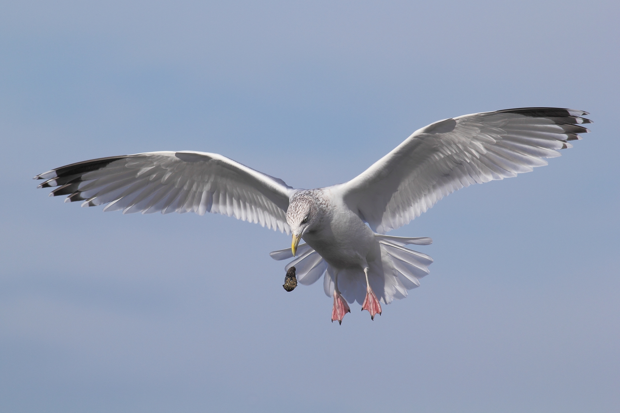 Herring Gull