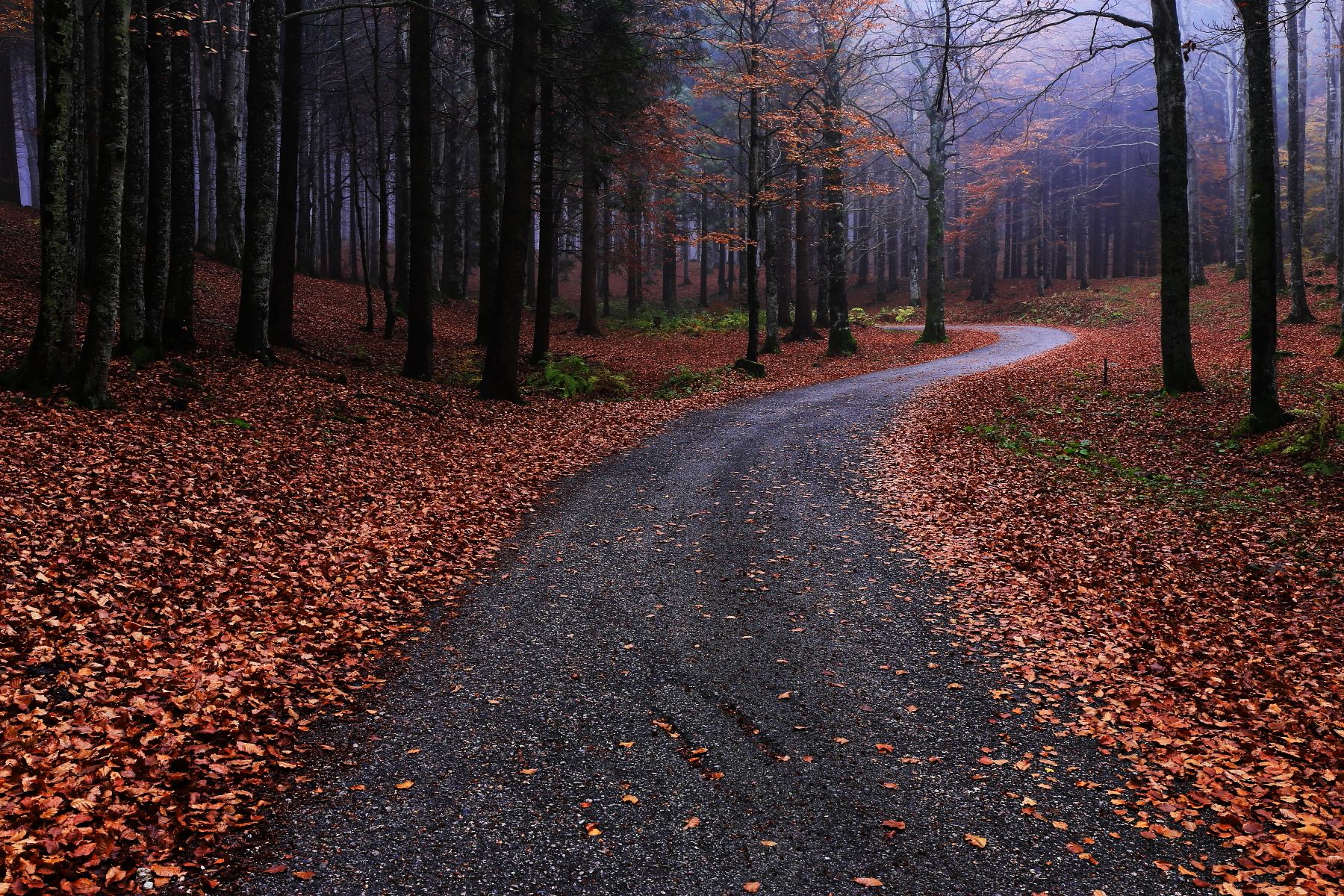 The road in the forest