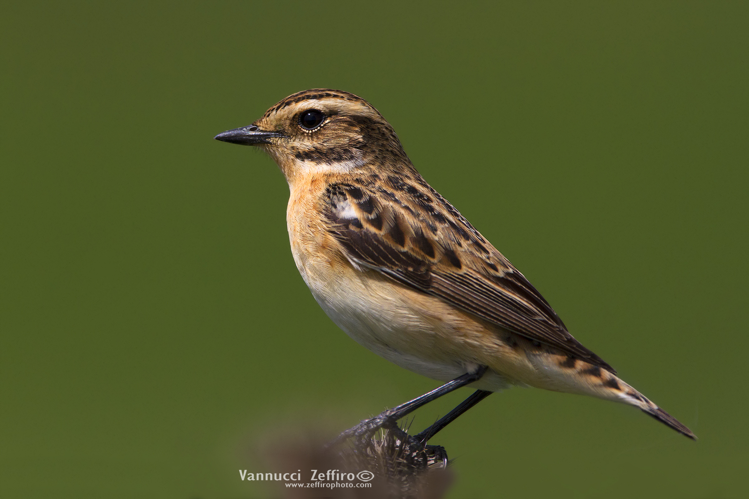 whinchat bis