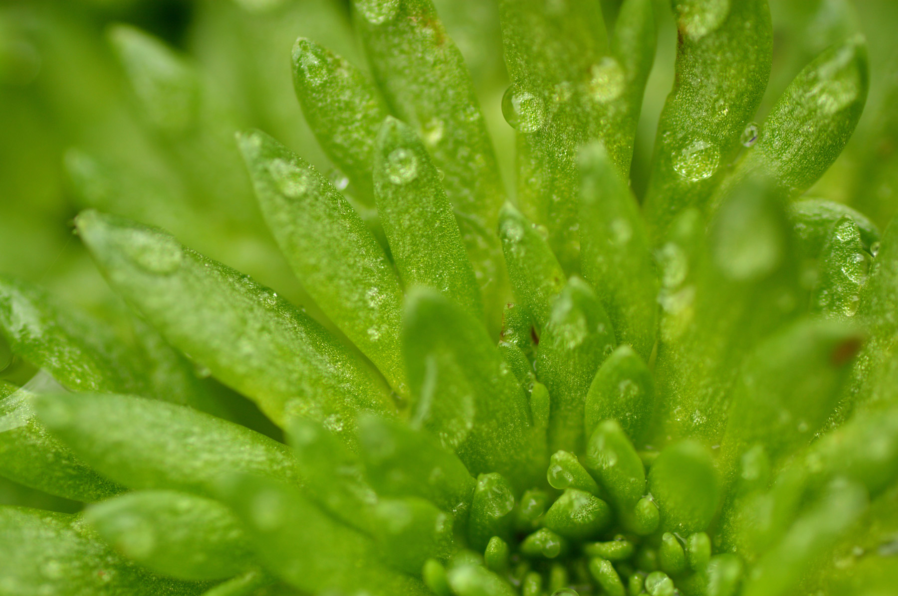 Ogni foglia ha la sua...