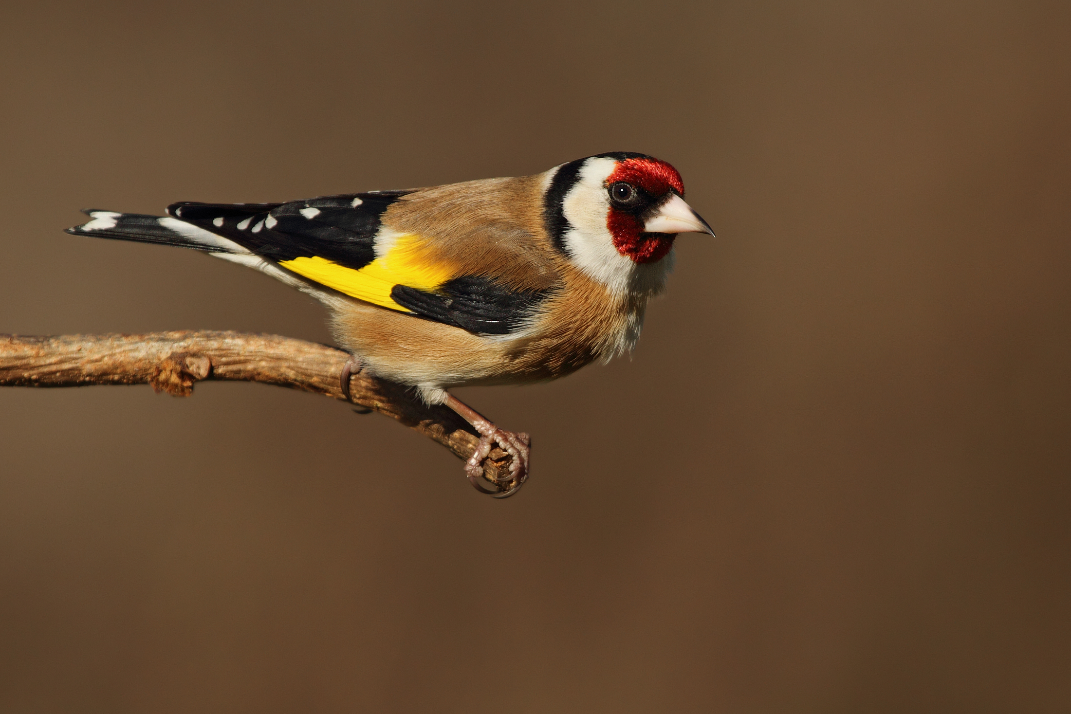 Azz, hast caught ......