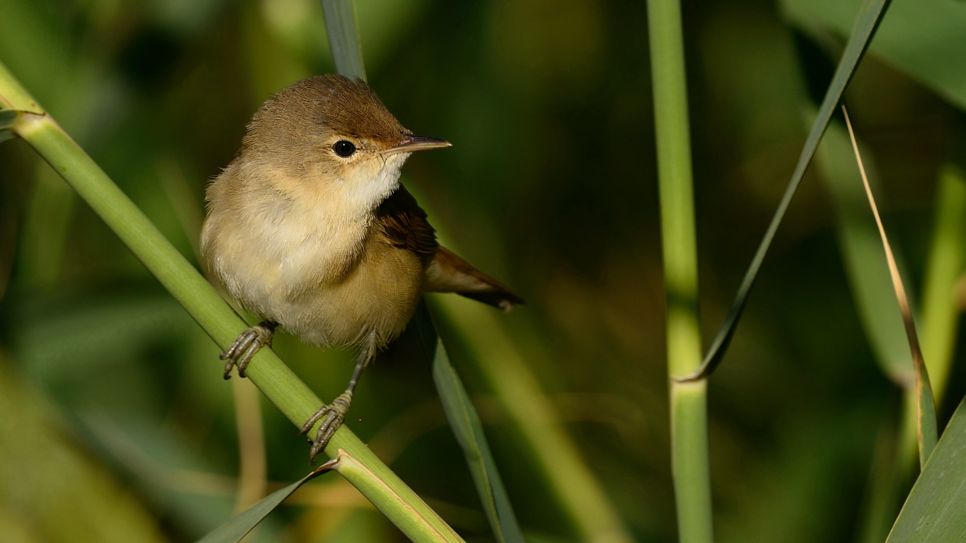 reed warbler
