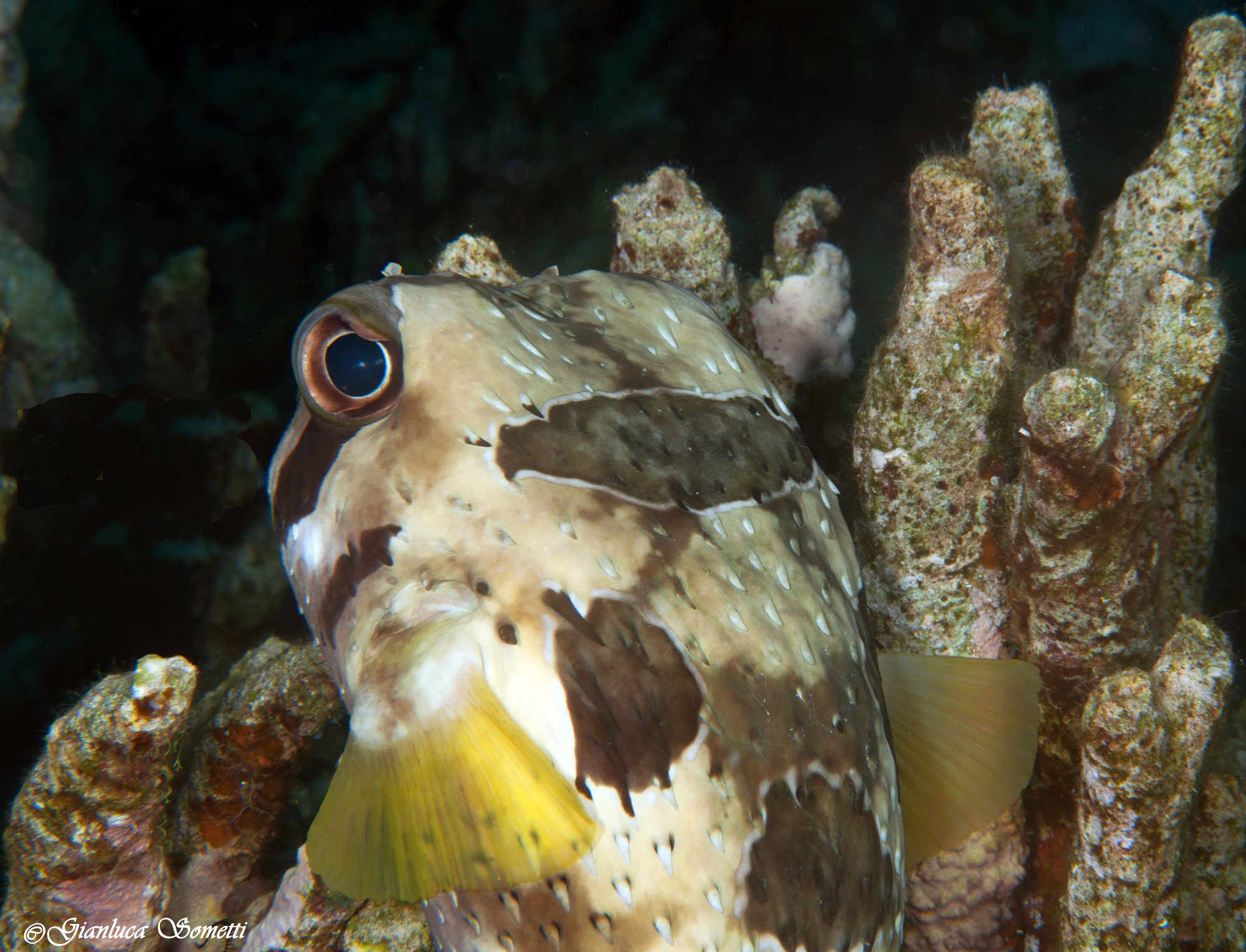 porcuspinefish juvanile