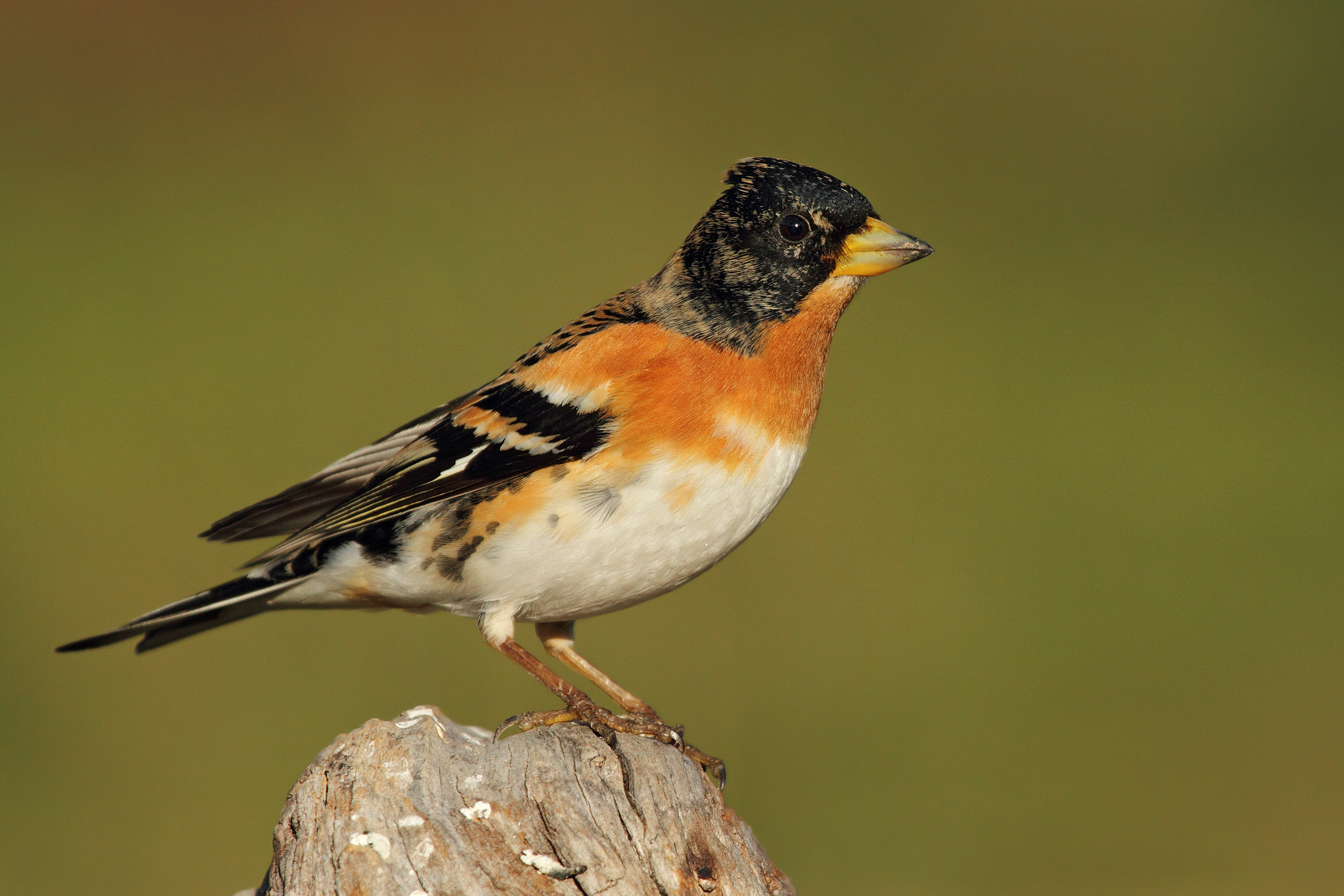A handsome male Brambling ......