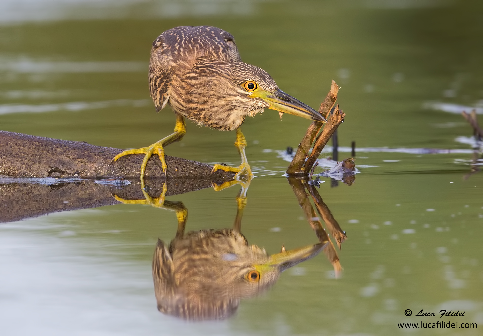 Nitticora juv allo specchio