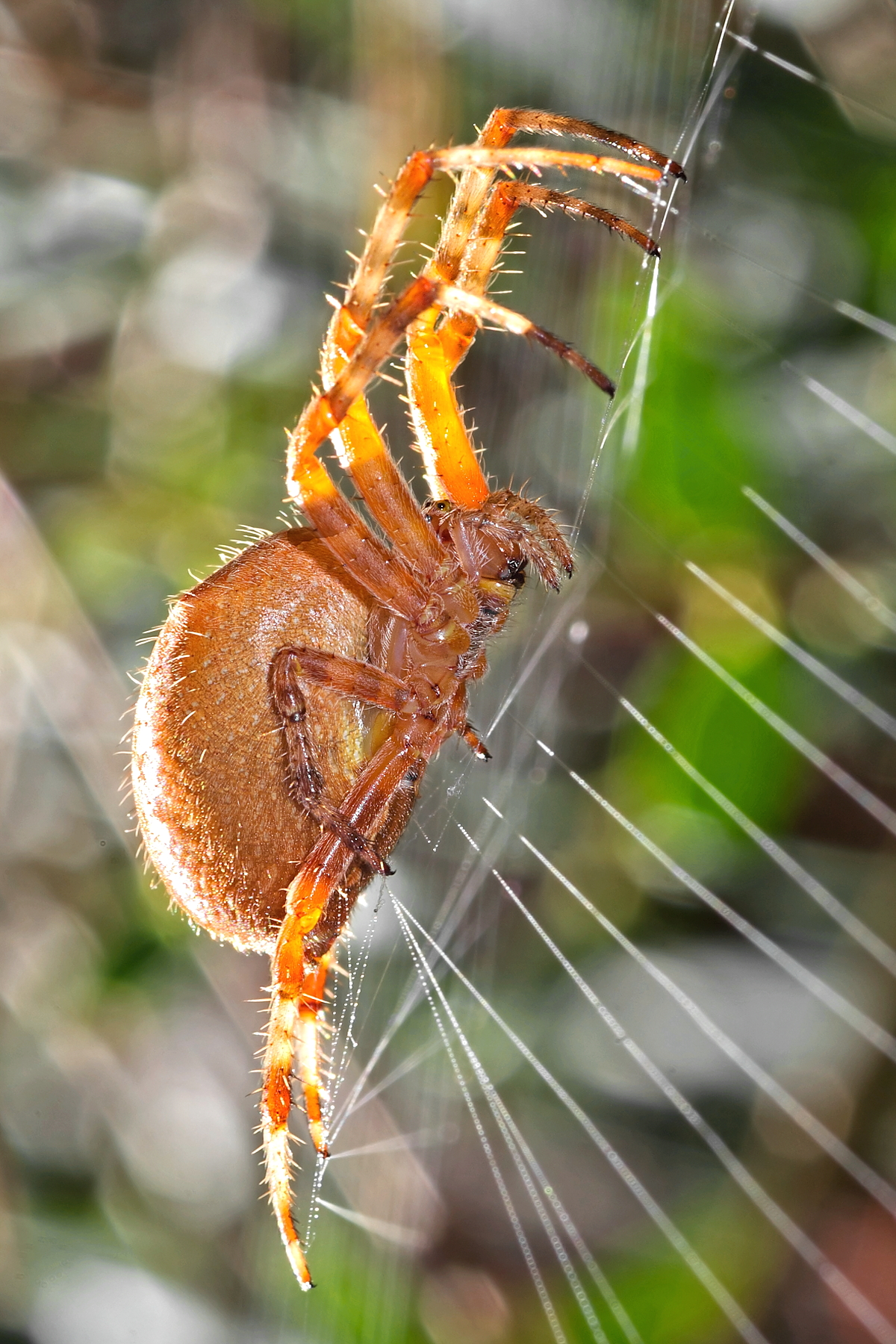 Araneus