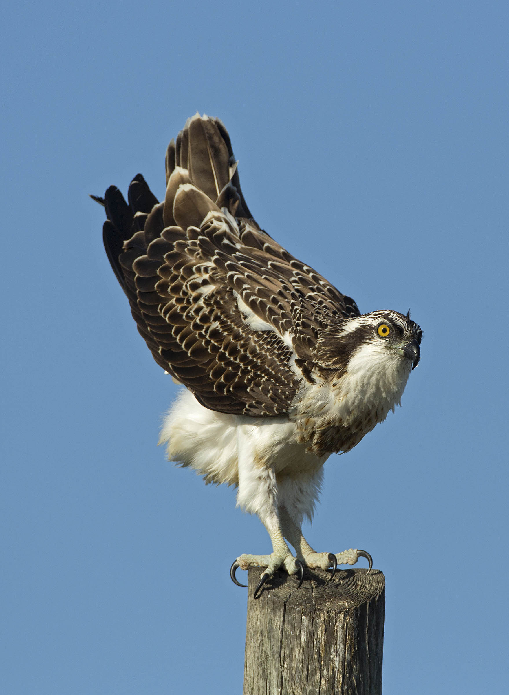 non guardarmi le mutande!!! accidenti che maestrale!!!