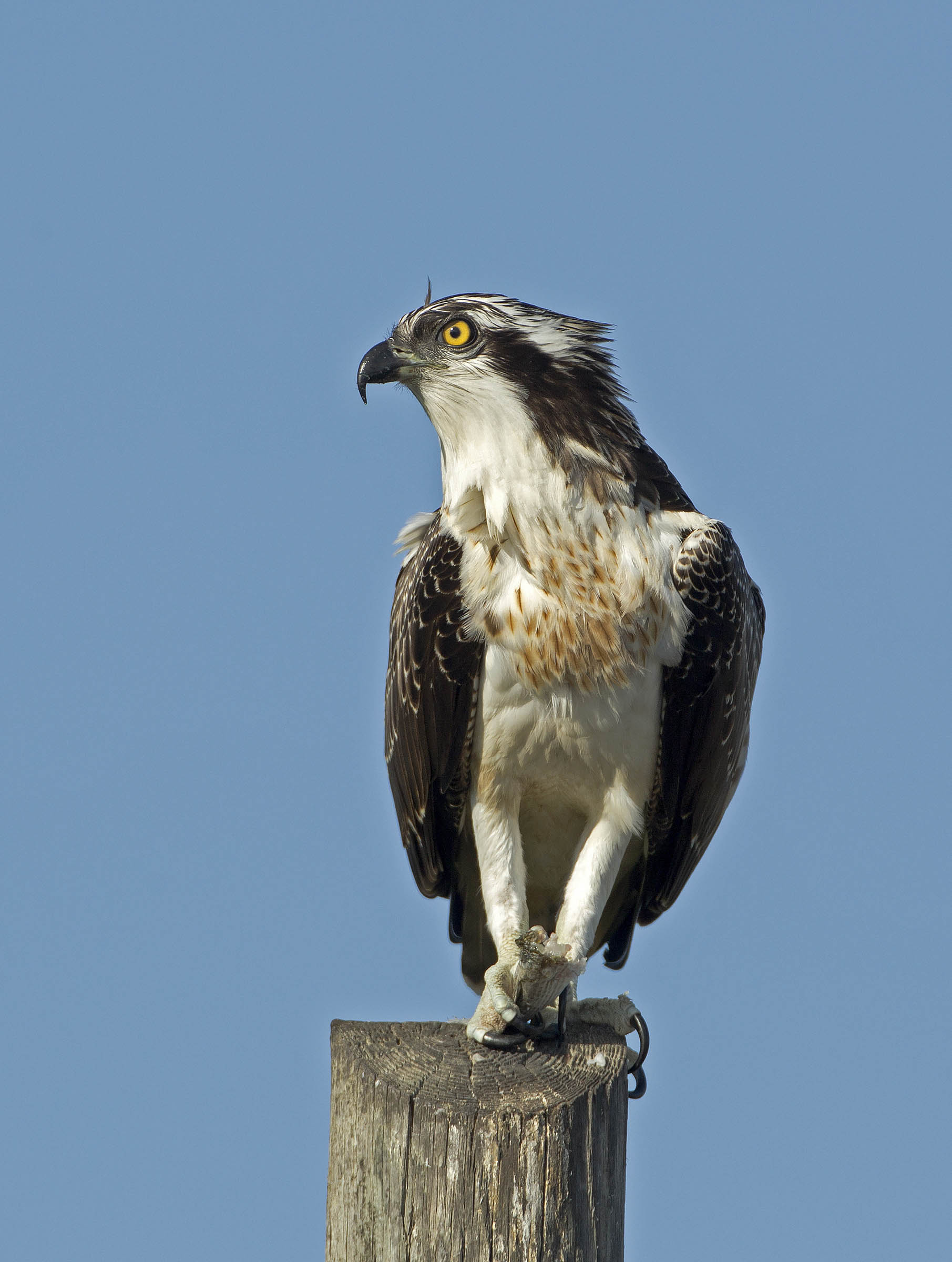 guarda che mi arrabbio......