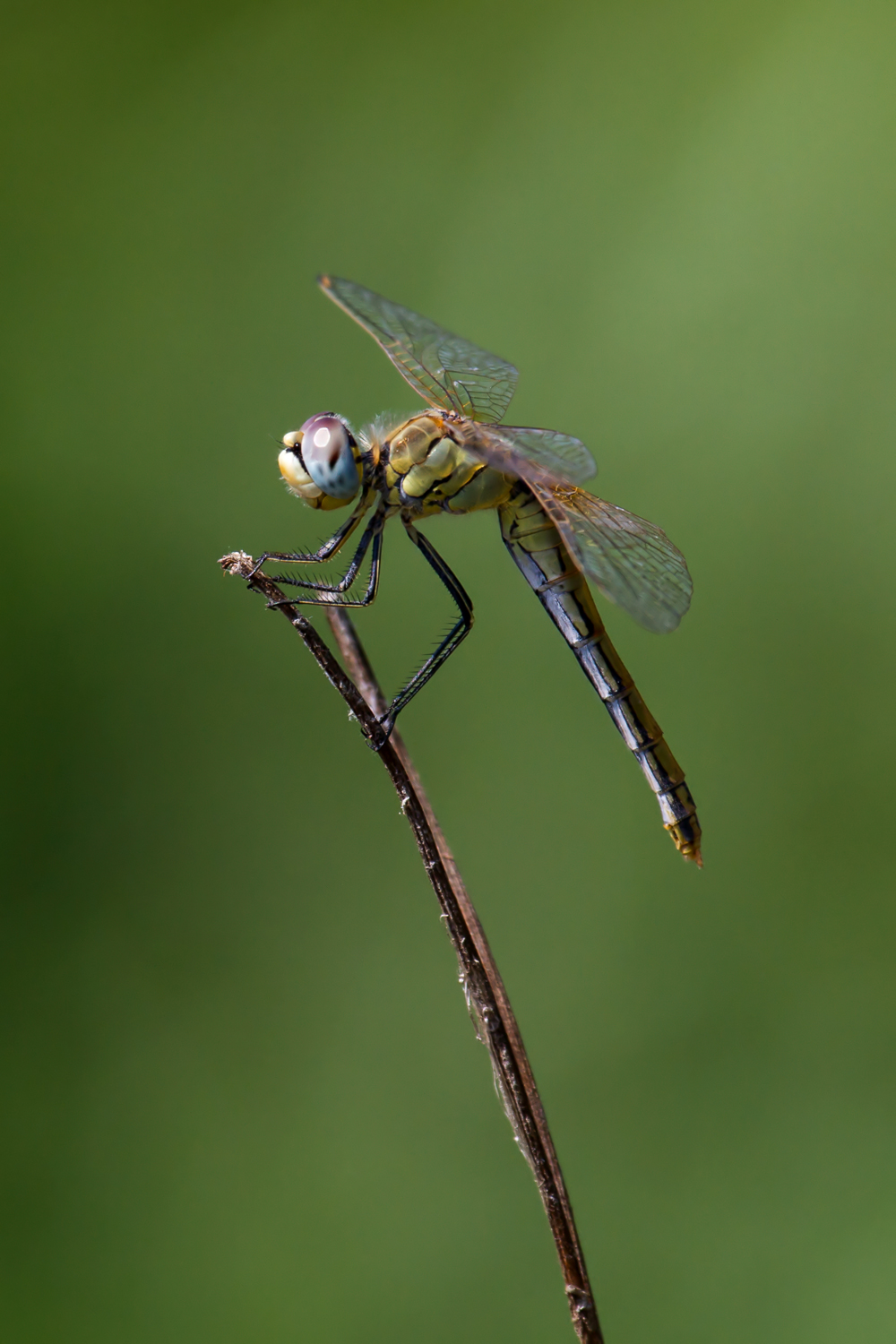 Sympetrum fonscolombii