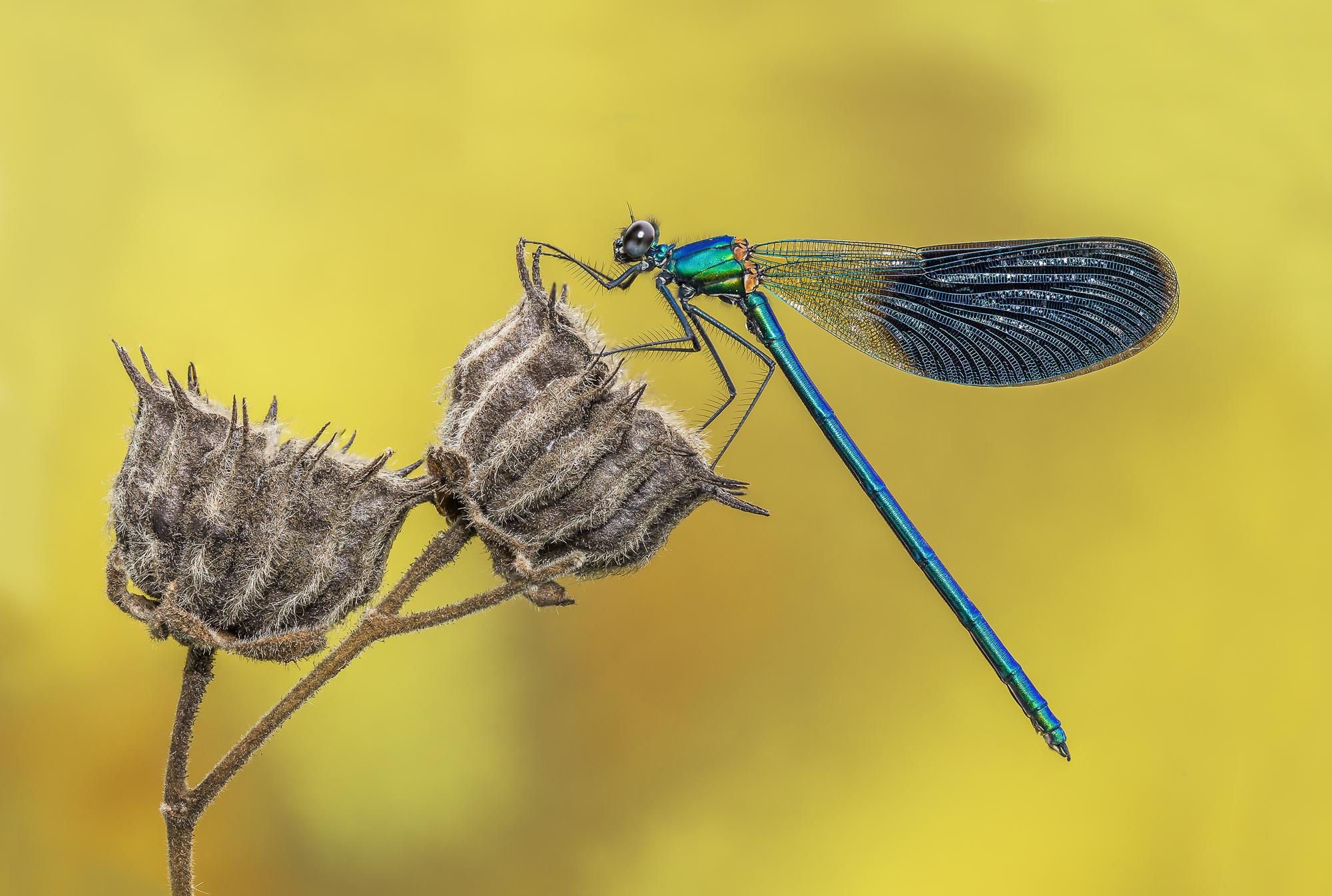 The usual ... Splendens!