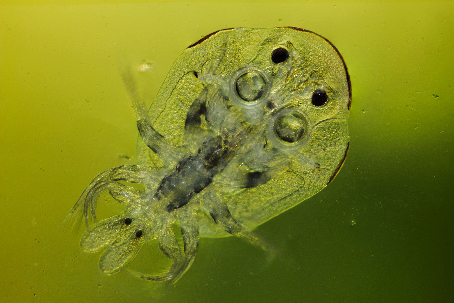 Argulus sp.
