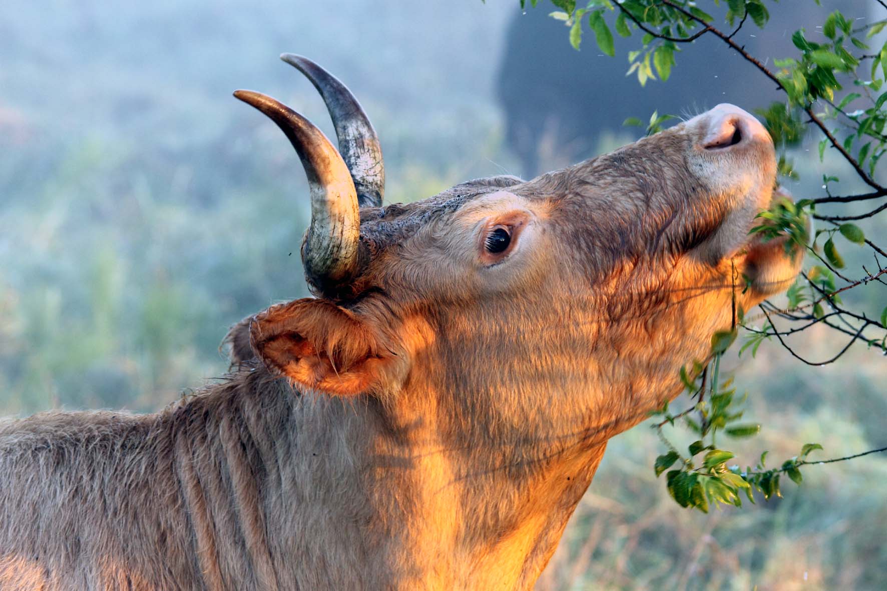invasione al capanno