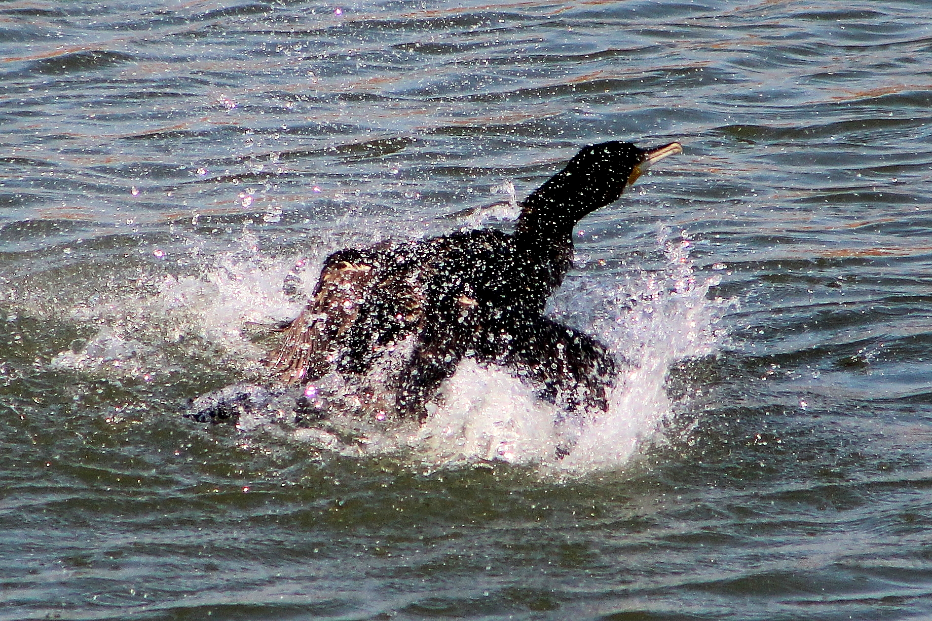 Cormorano in partenza