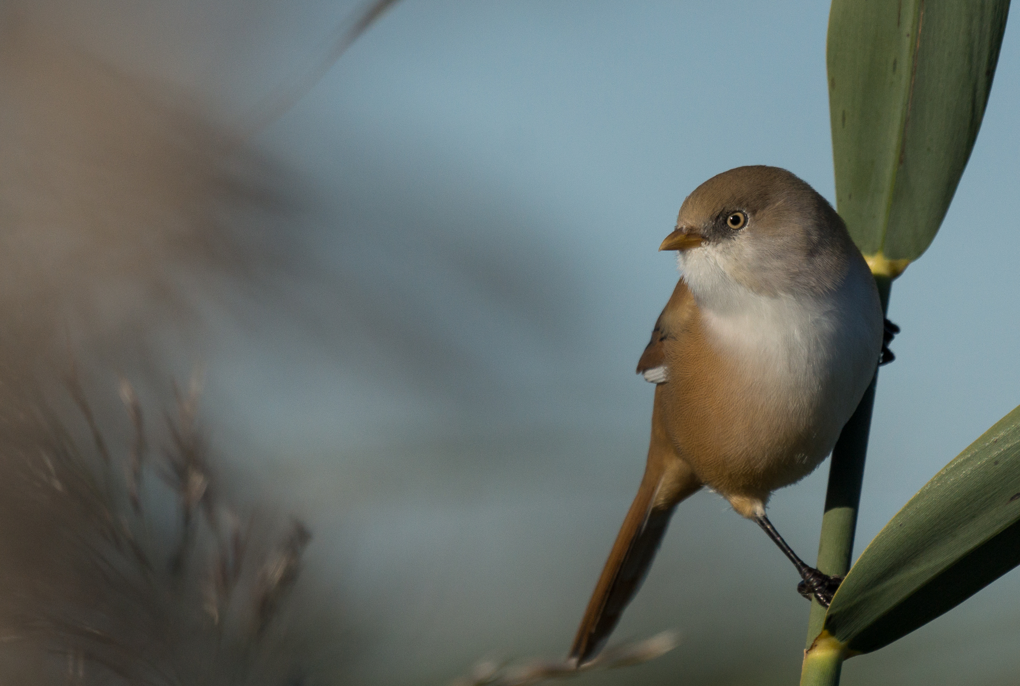 bearded reedling