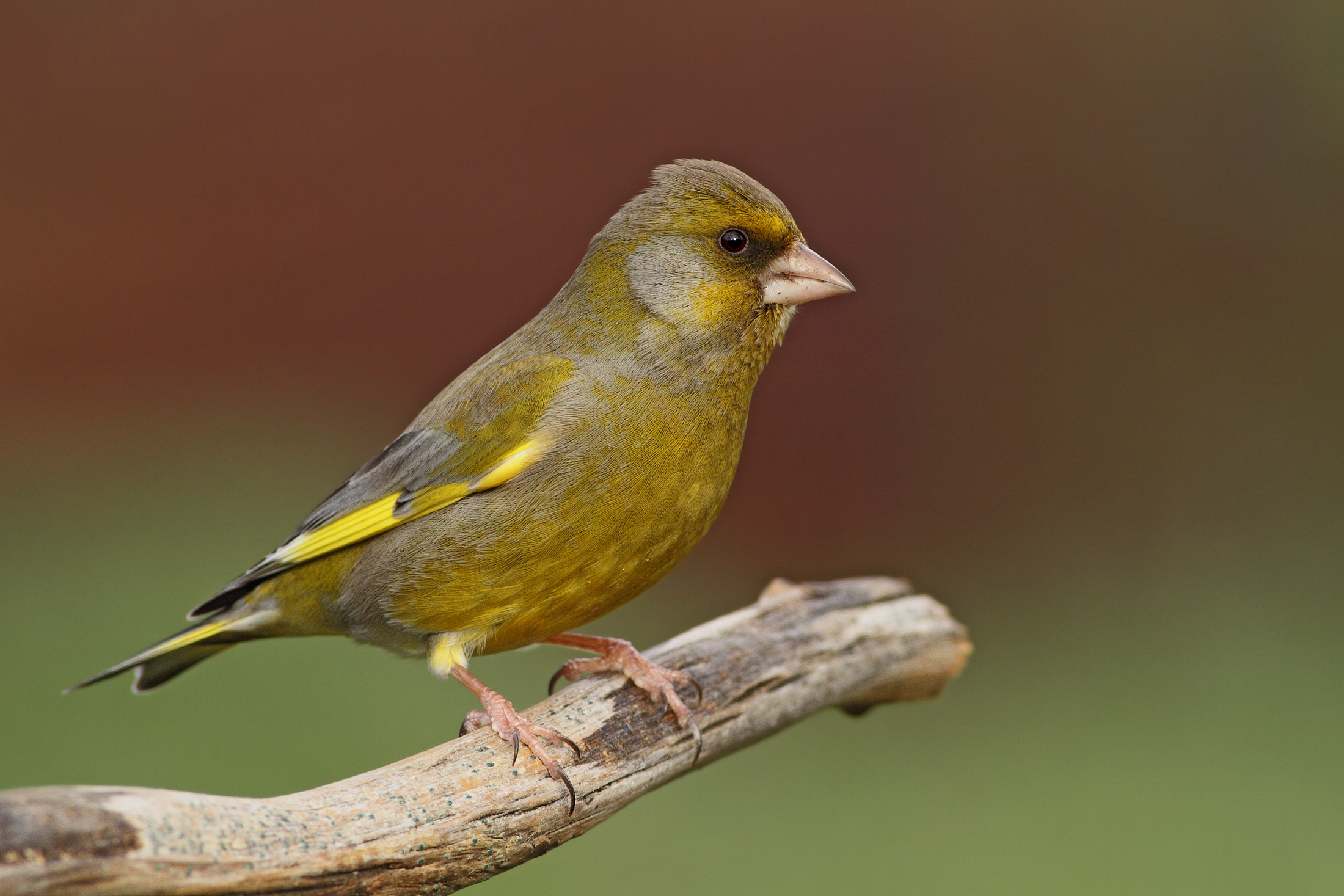 Verdone posing (male)