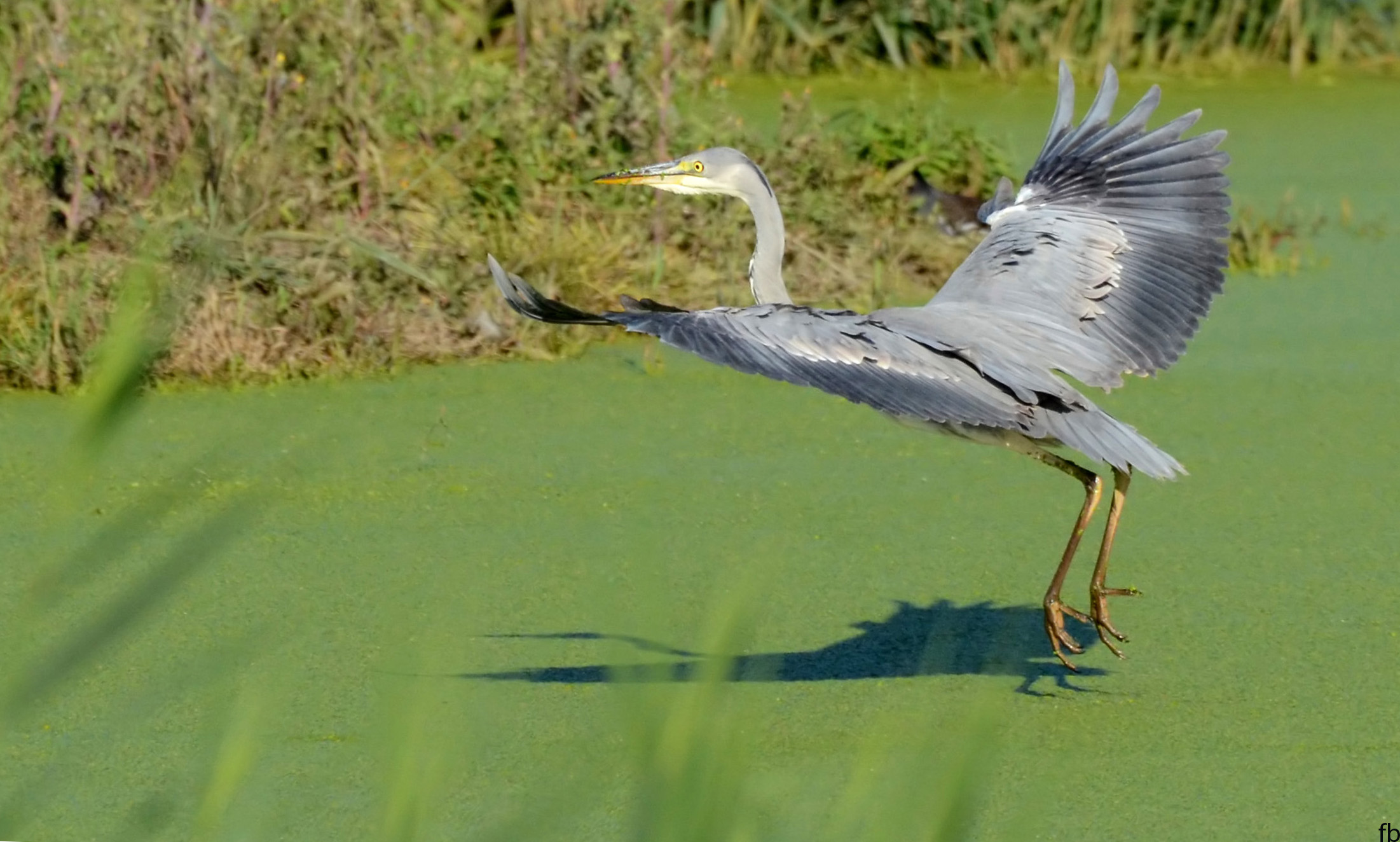niente pesci con un acqua cosi'