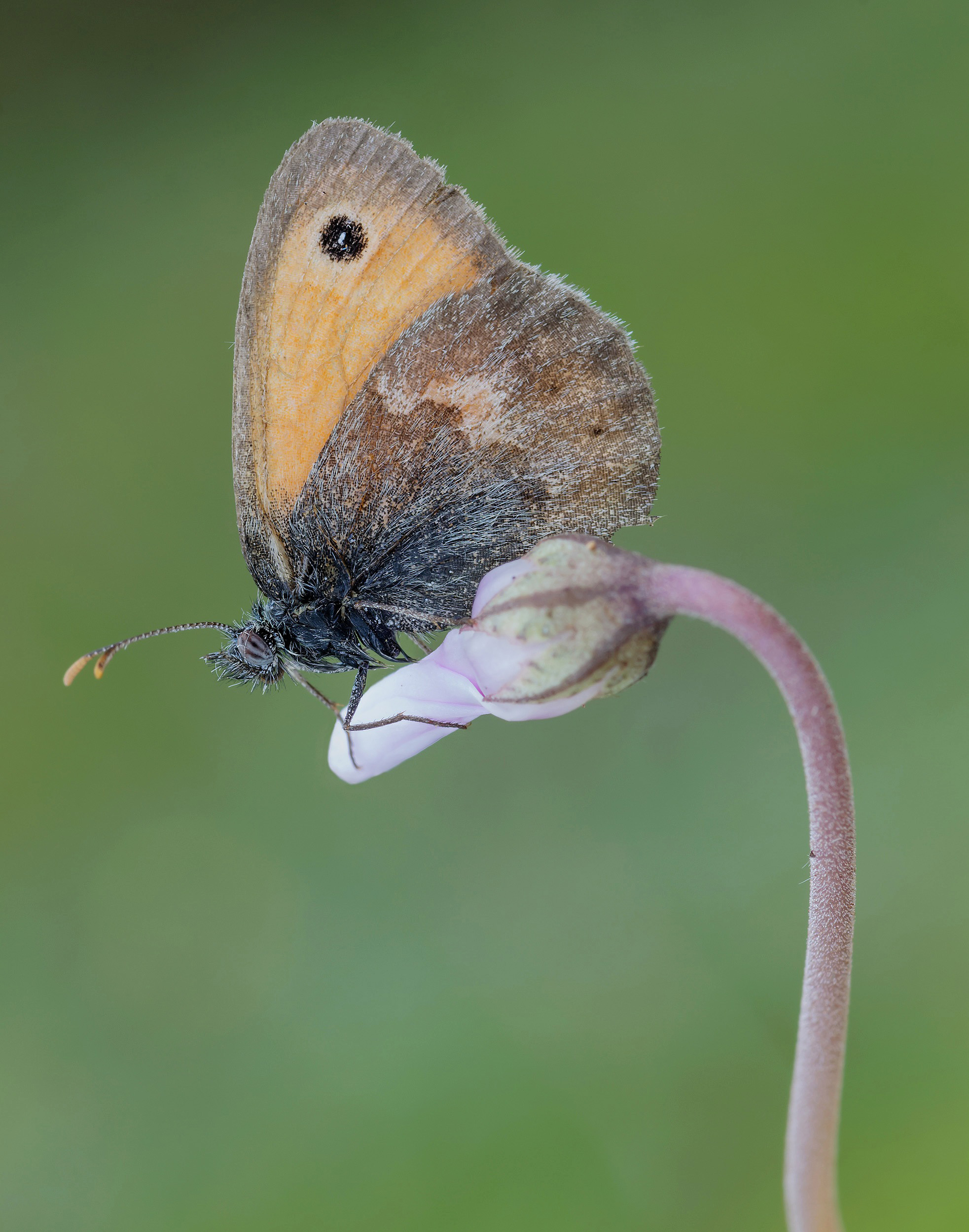Coenonimpha panphilius