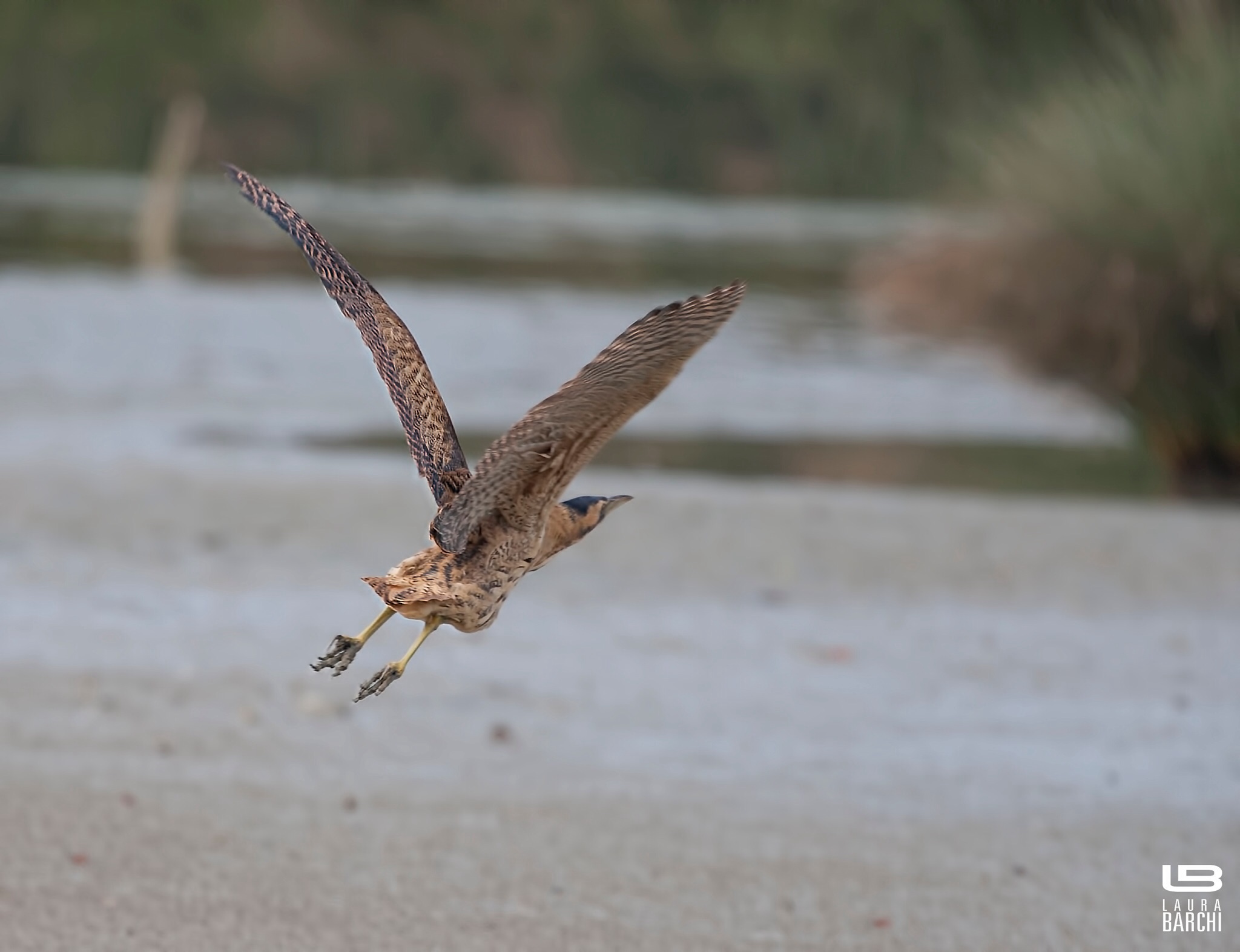 Che emozione .... Tarabuso
